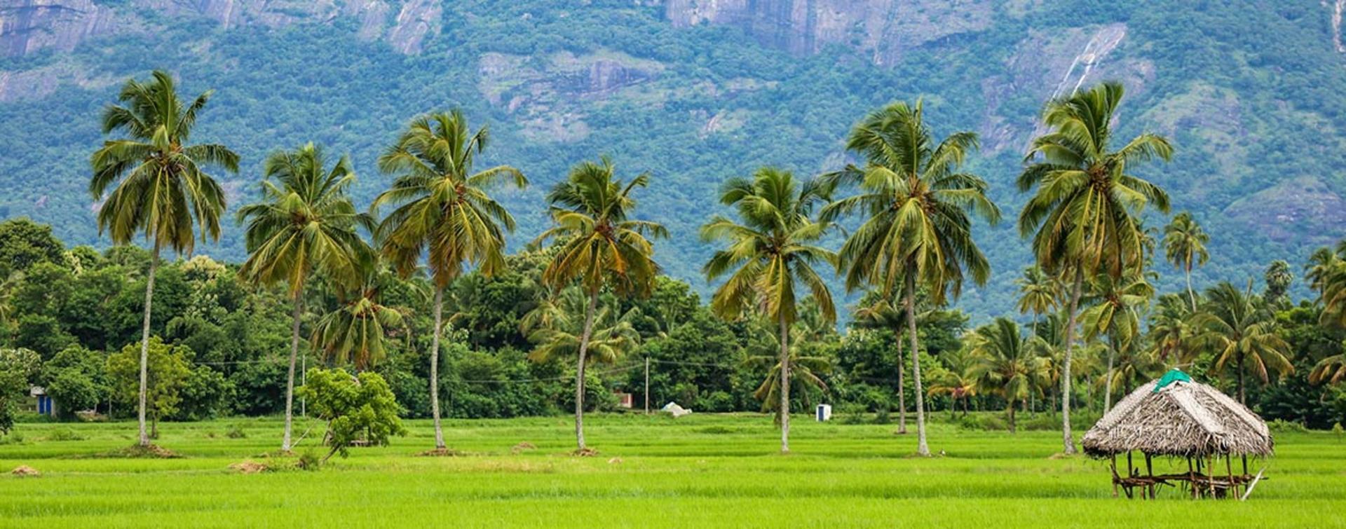 طبیعت سرسبز هند؛ منبع عکس: Unsplash؛ عکاس: Sreehari Devadas