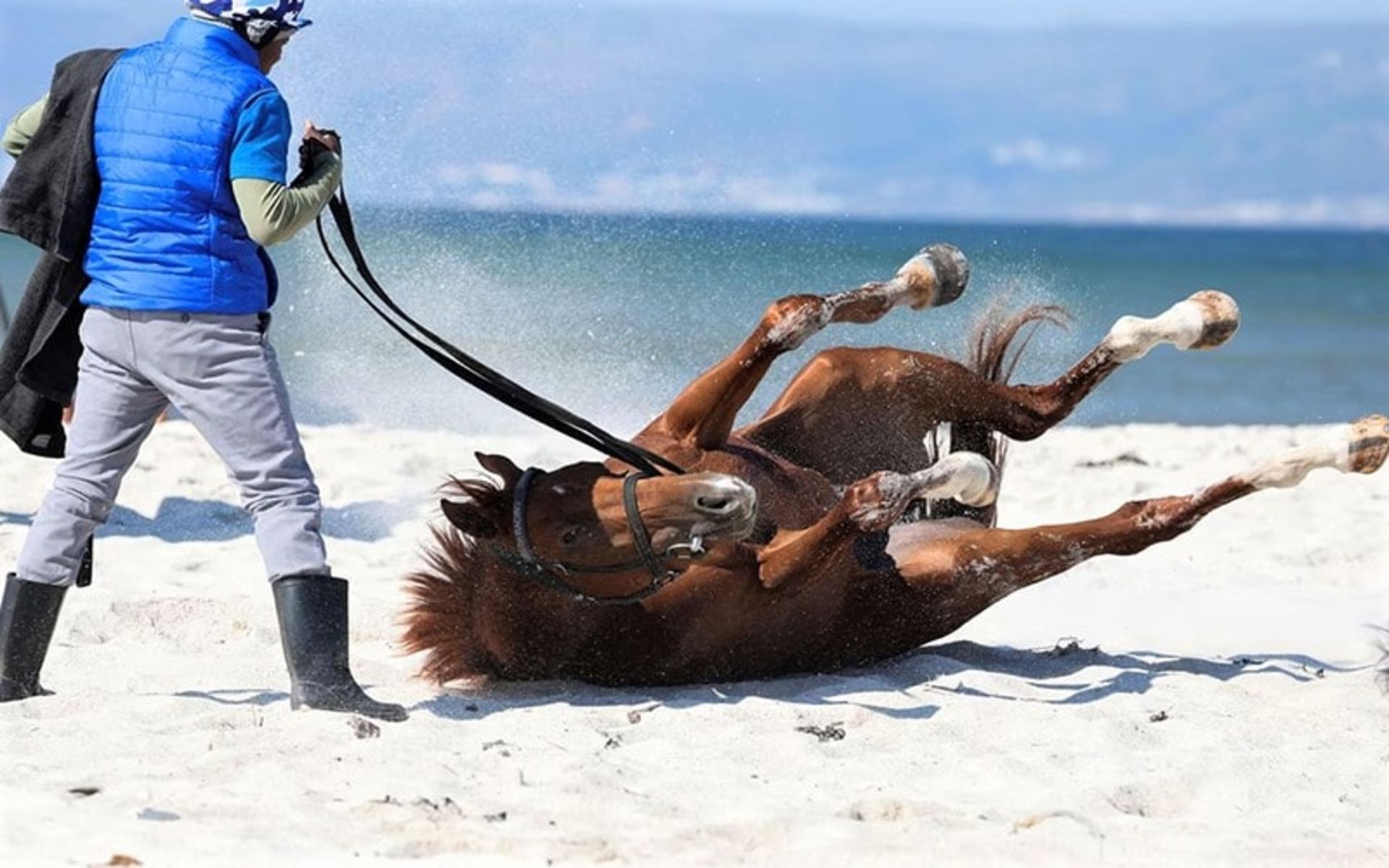 شن بازی اسب مسابقه