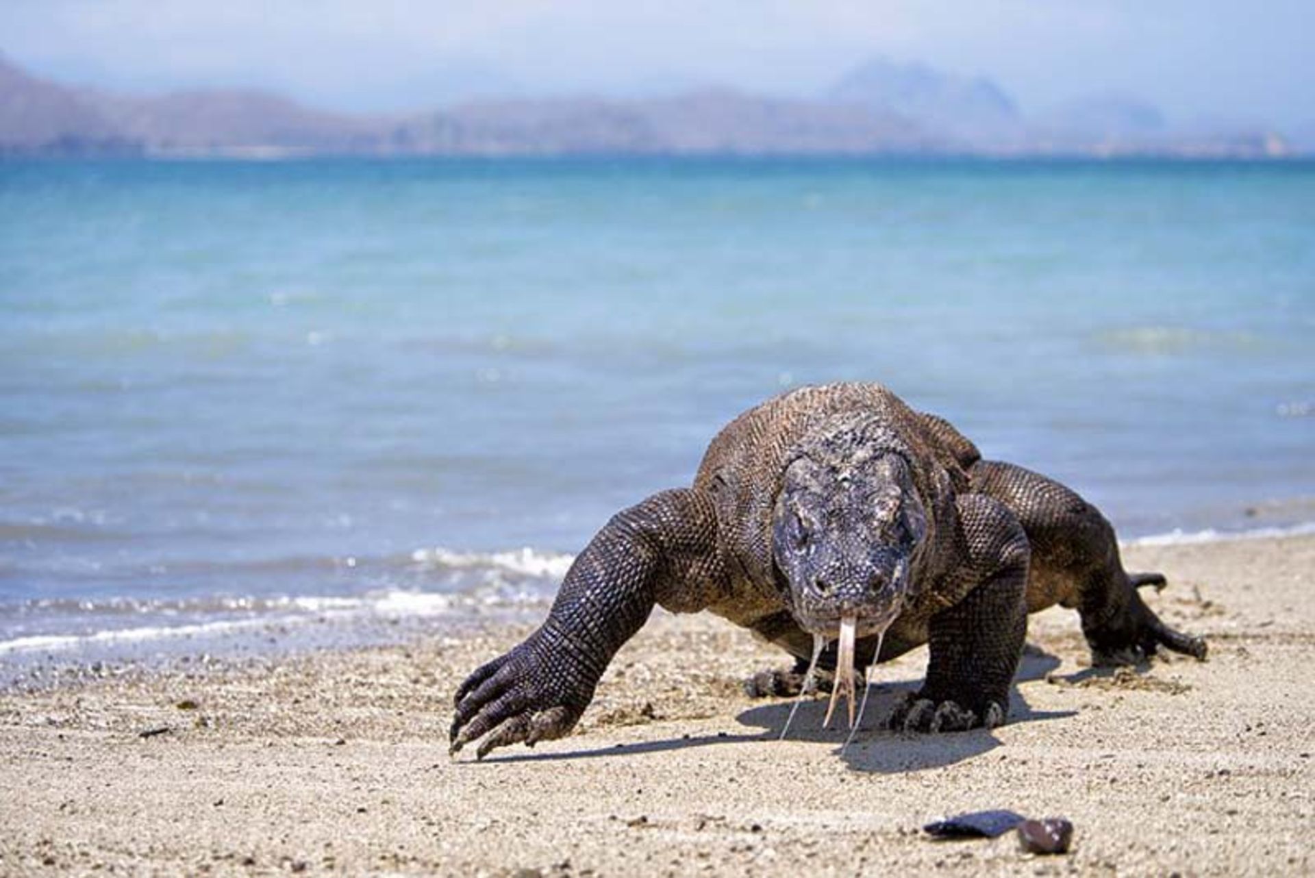 جانوری در پارک ملی کومودو (Komodo National Park) اندونزی