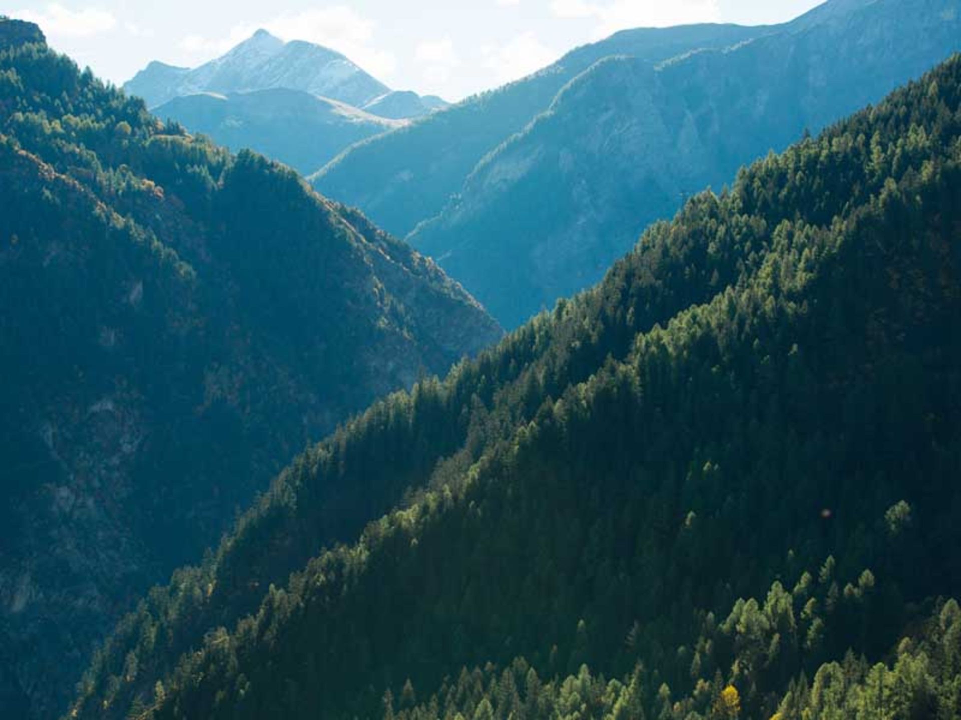 جنگلی کوهستانی و سرسبز در هوای تابستان