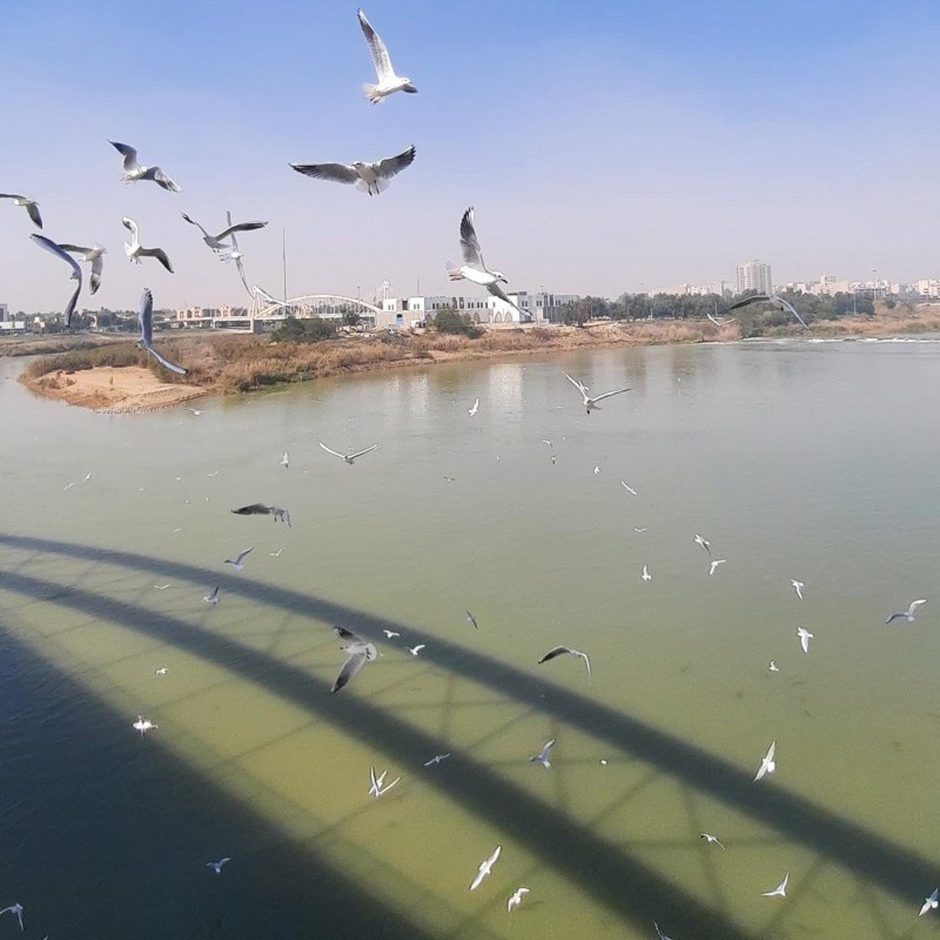 پردنگان در اطراف پل هفتم اهواز؛ منبع عکس: گوگل مپ؛ عکاس: امین کریمی