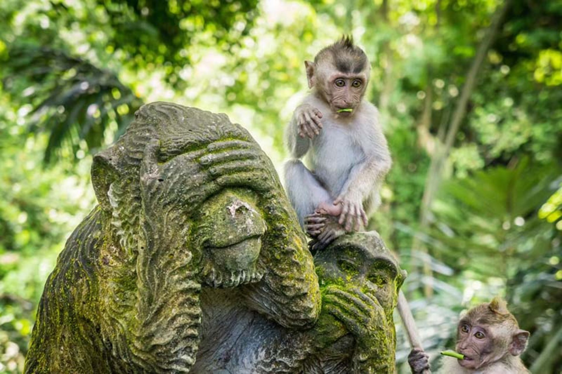 جنگل میمون های اوبود (Sacred Monkey Forest, Ubud) در بالی اندونزی
