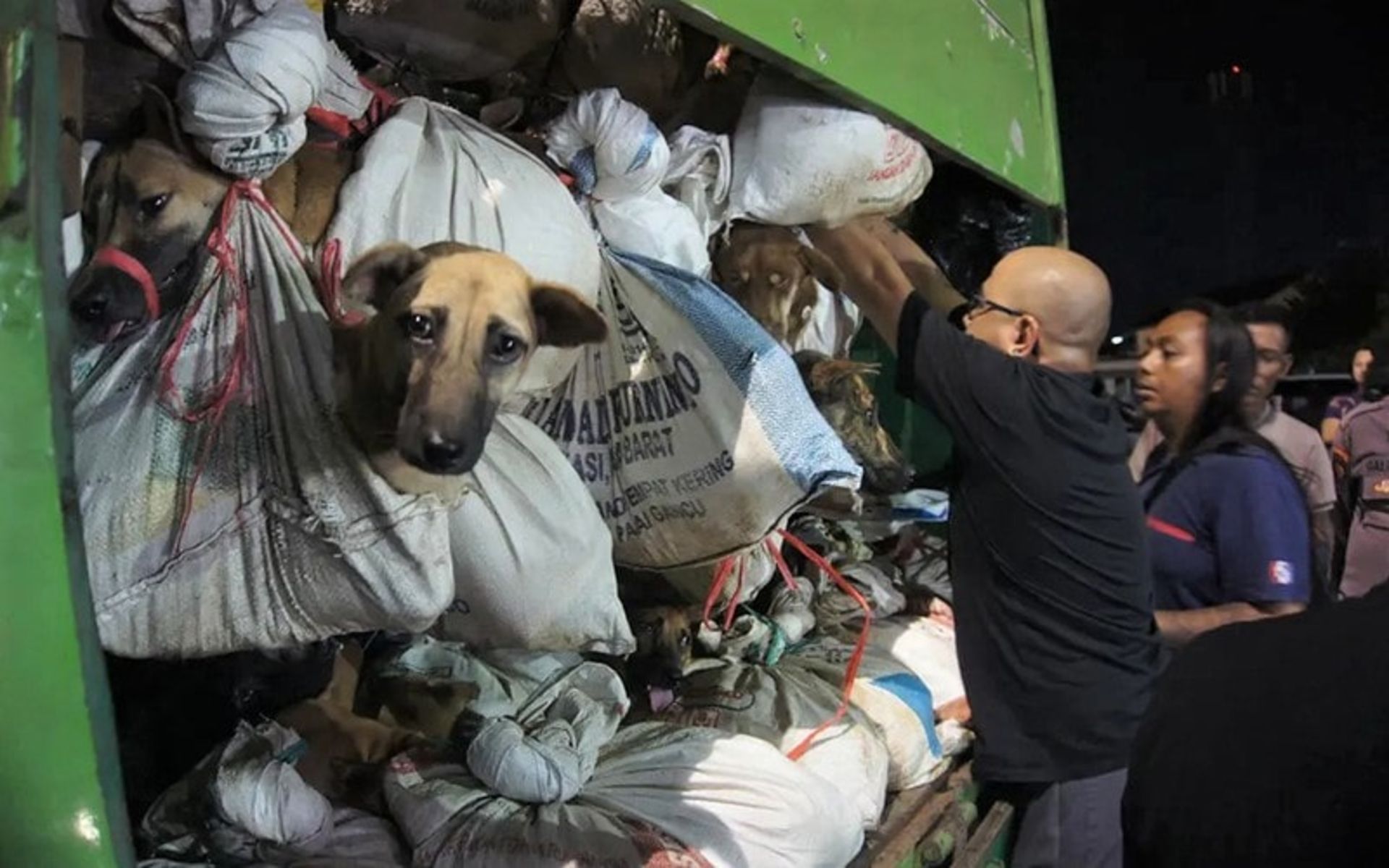 کامیون سگ ها