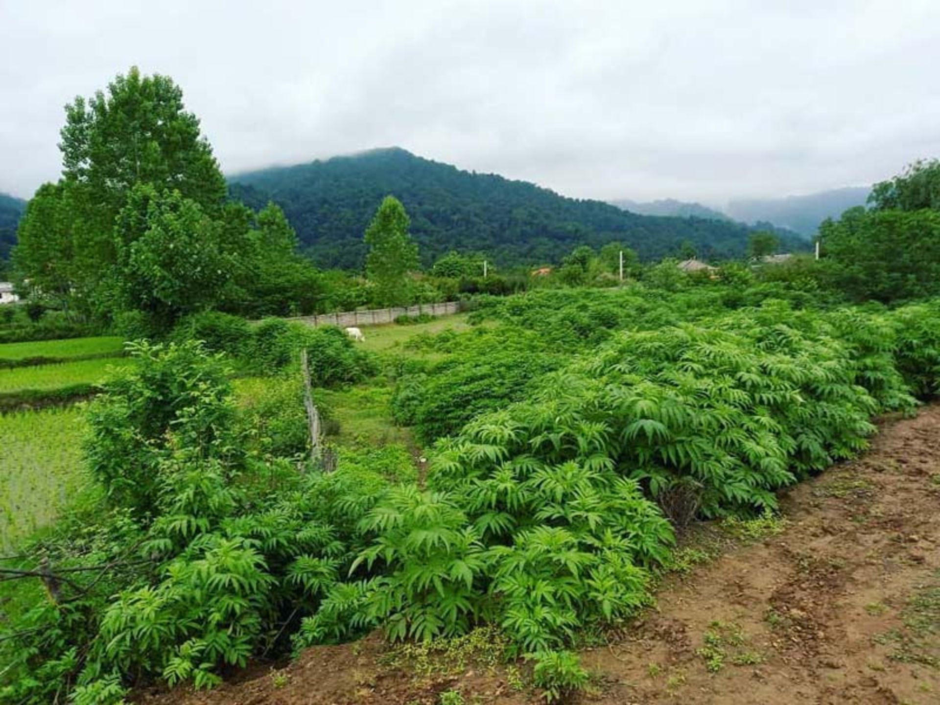 جنگل سرسبز گیسوم با چشم انداز کوهستان، منبع عکس: صفحه اینستاگرام gisoom.forest، عکاس نامشخص