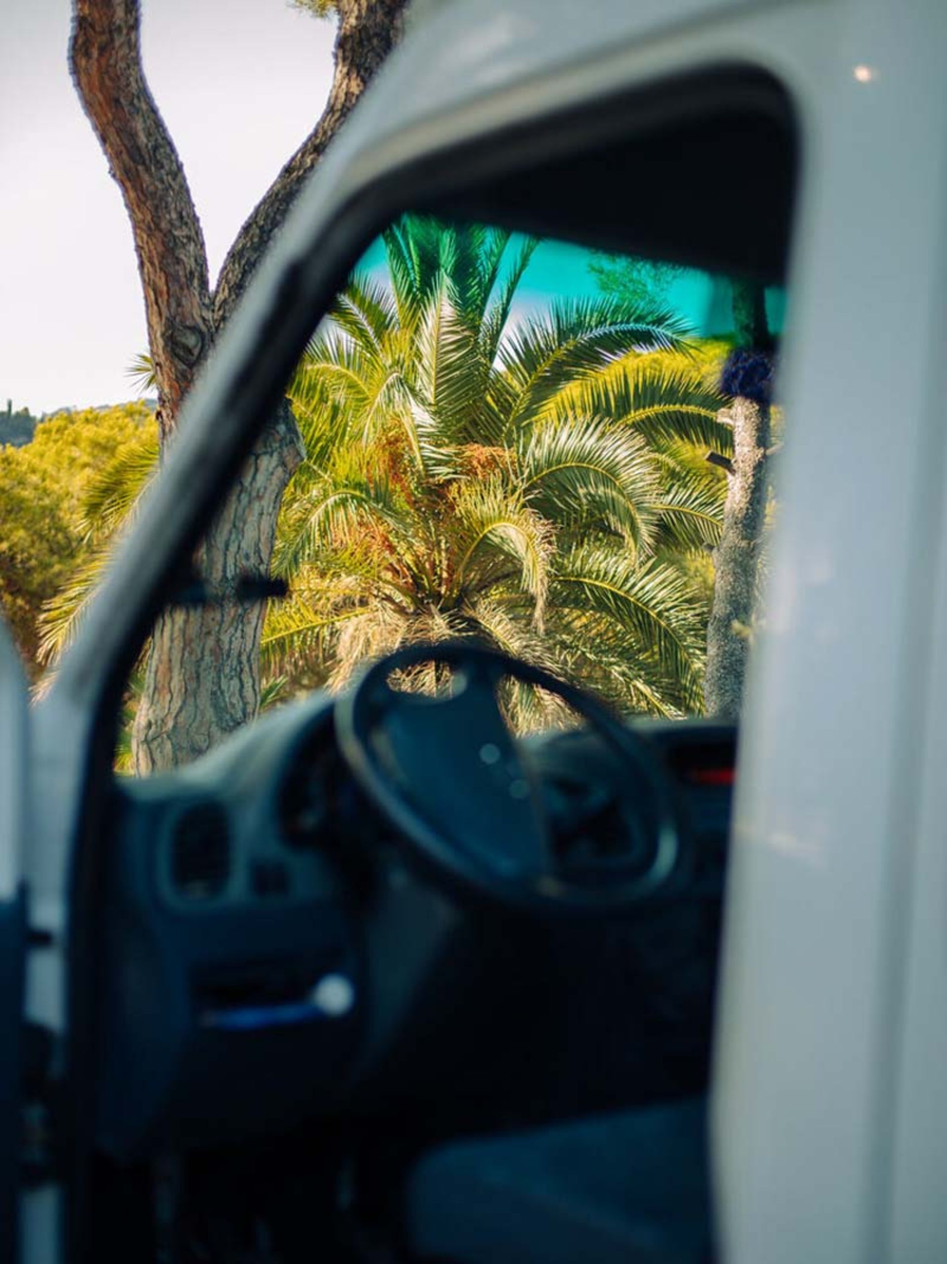 تصویر نخل‌ها از پنجره ون