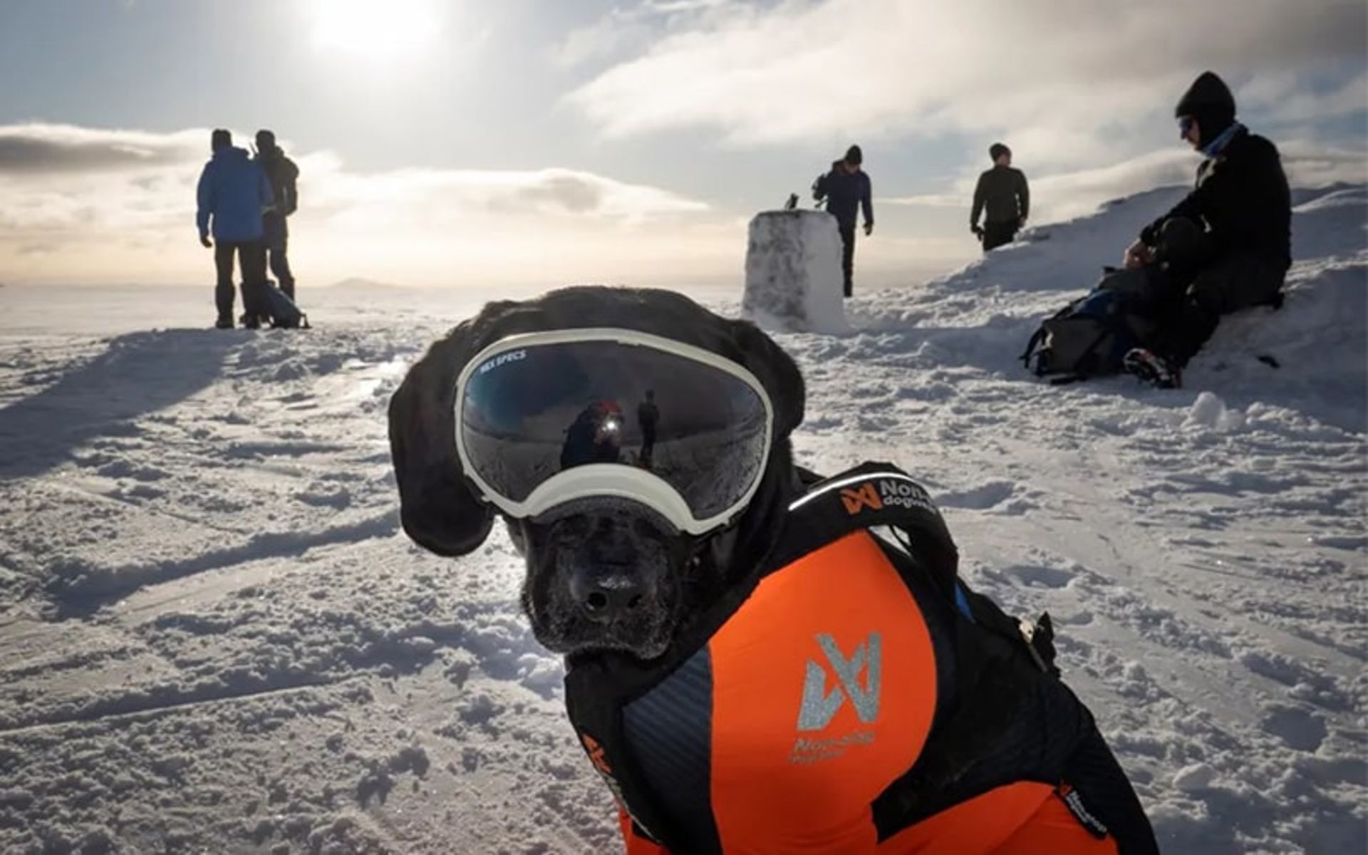 سگ با عینک مخصوص در پیست برفی