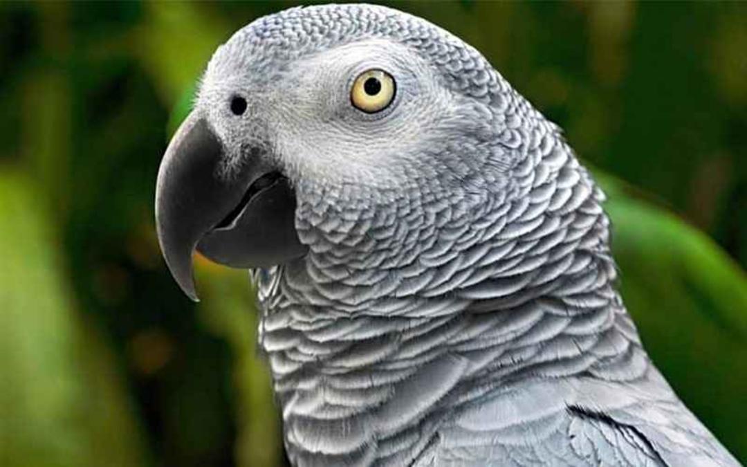 پرتره طوطی خاکستری