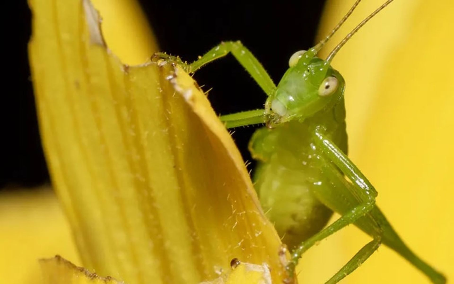 آخوندک از نمای نزدیک