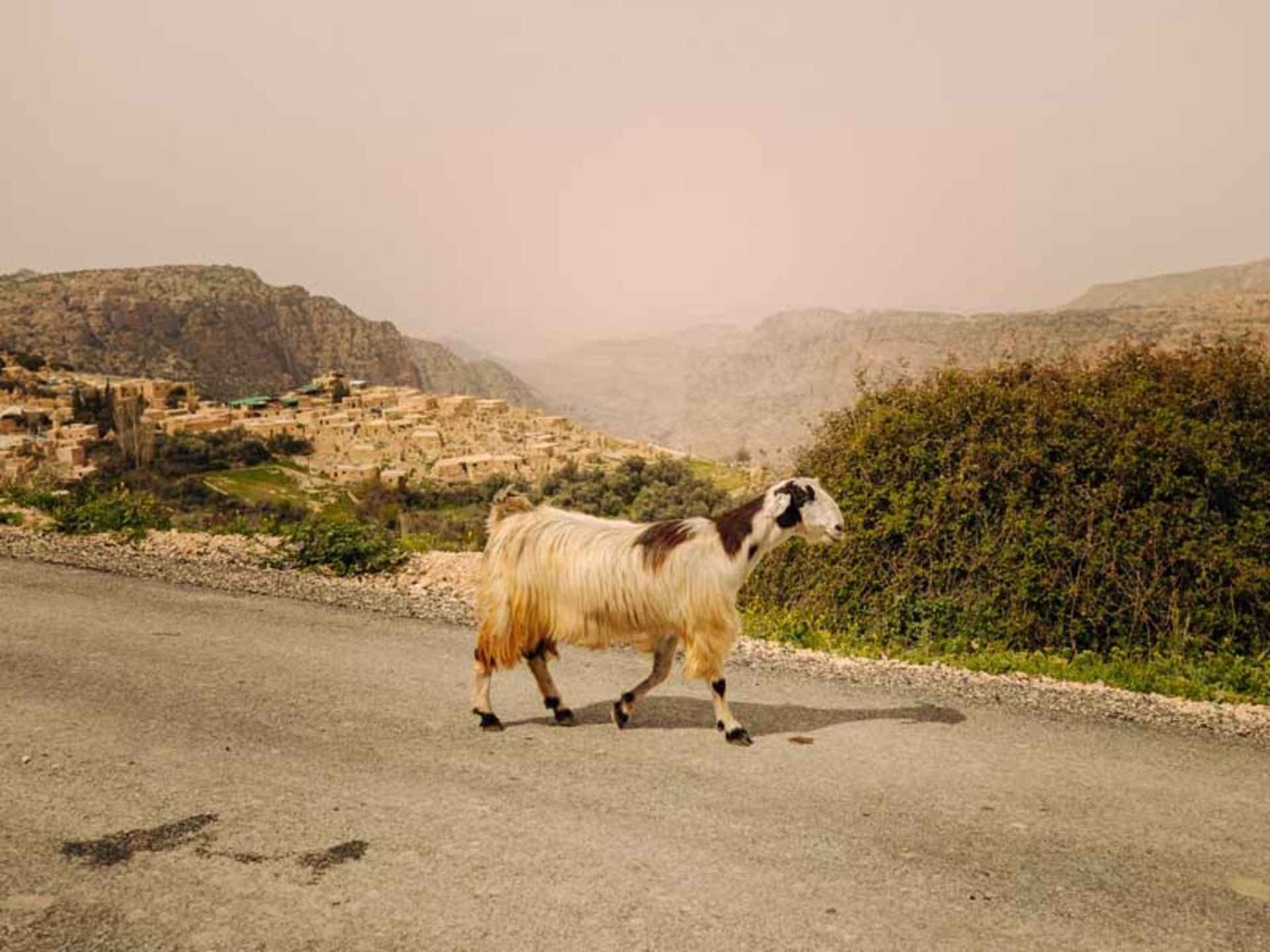 عبور یک بز از جاده‌ای در اردن