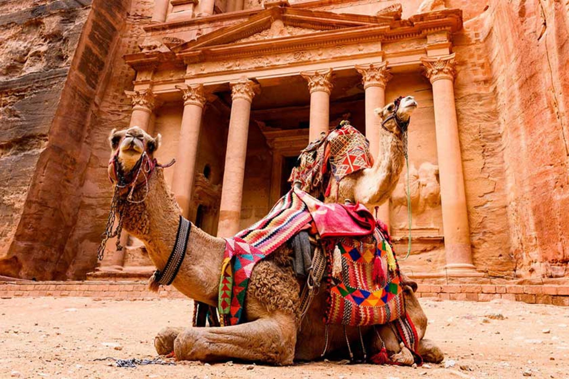 دو شتر در شهر پترا اردن