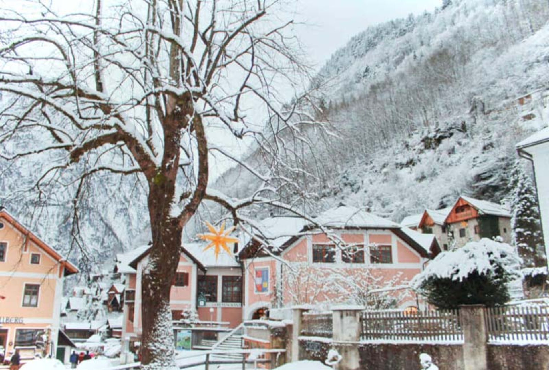 درخت خشکی در زمستان هال اشتات