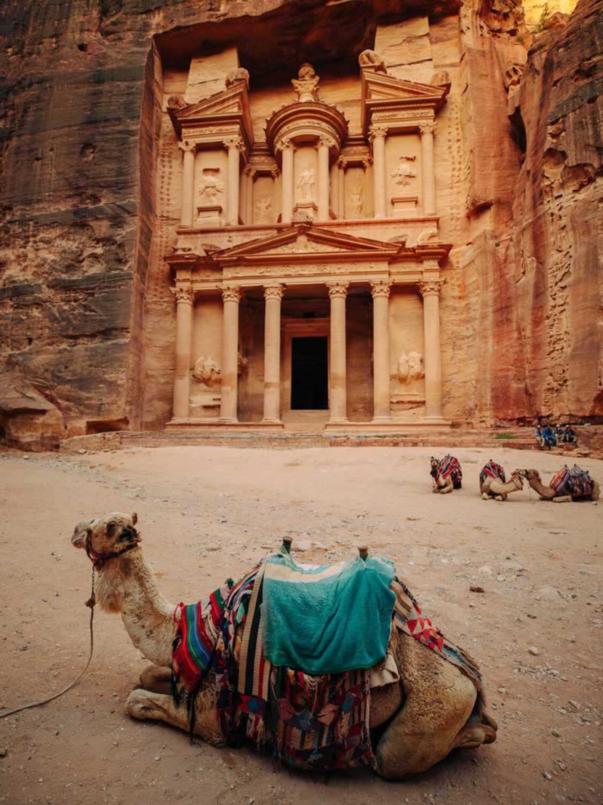یک شتر نشسته روبروی شهر پترا 
