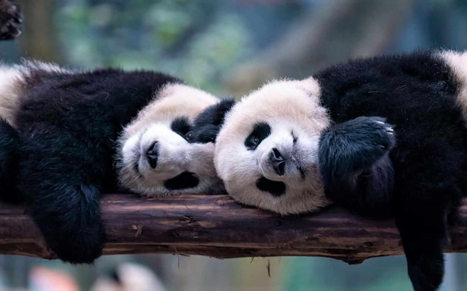 دو پاندا در حال استراحت