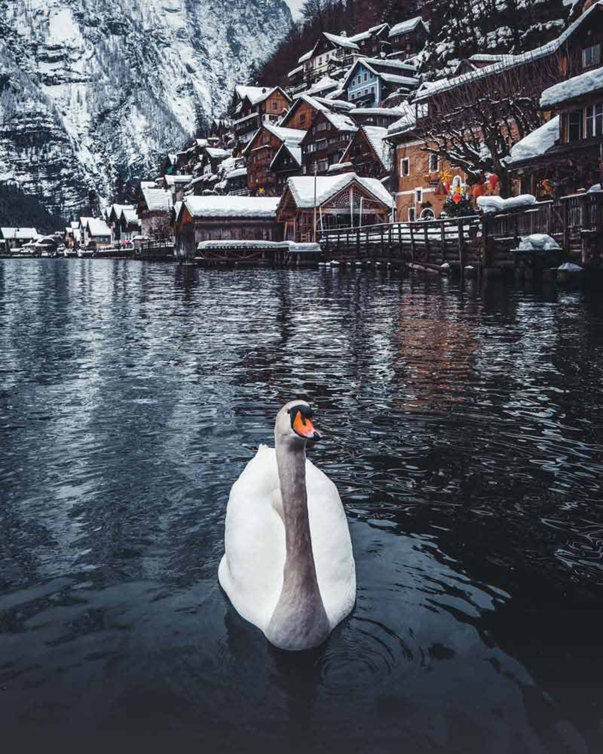 یک قو در رودخانه برفی هال اشتات