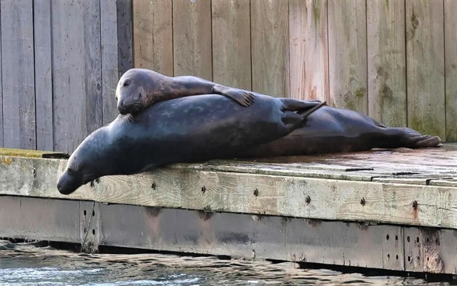 فک مادر با فرزندش