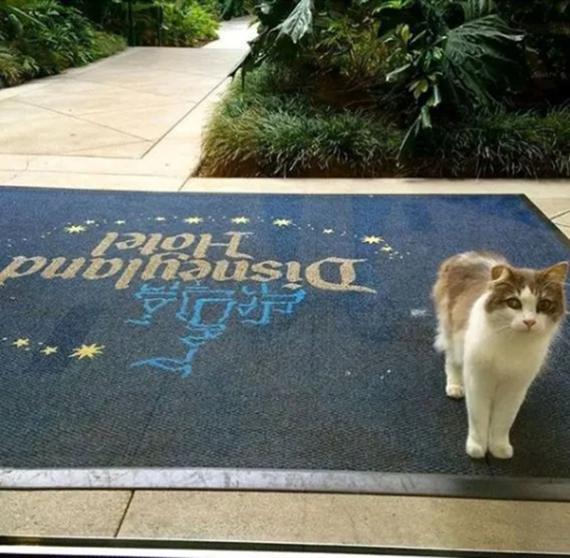 گربه‌های وحشی دیزنی‌لند