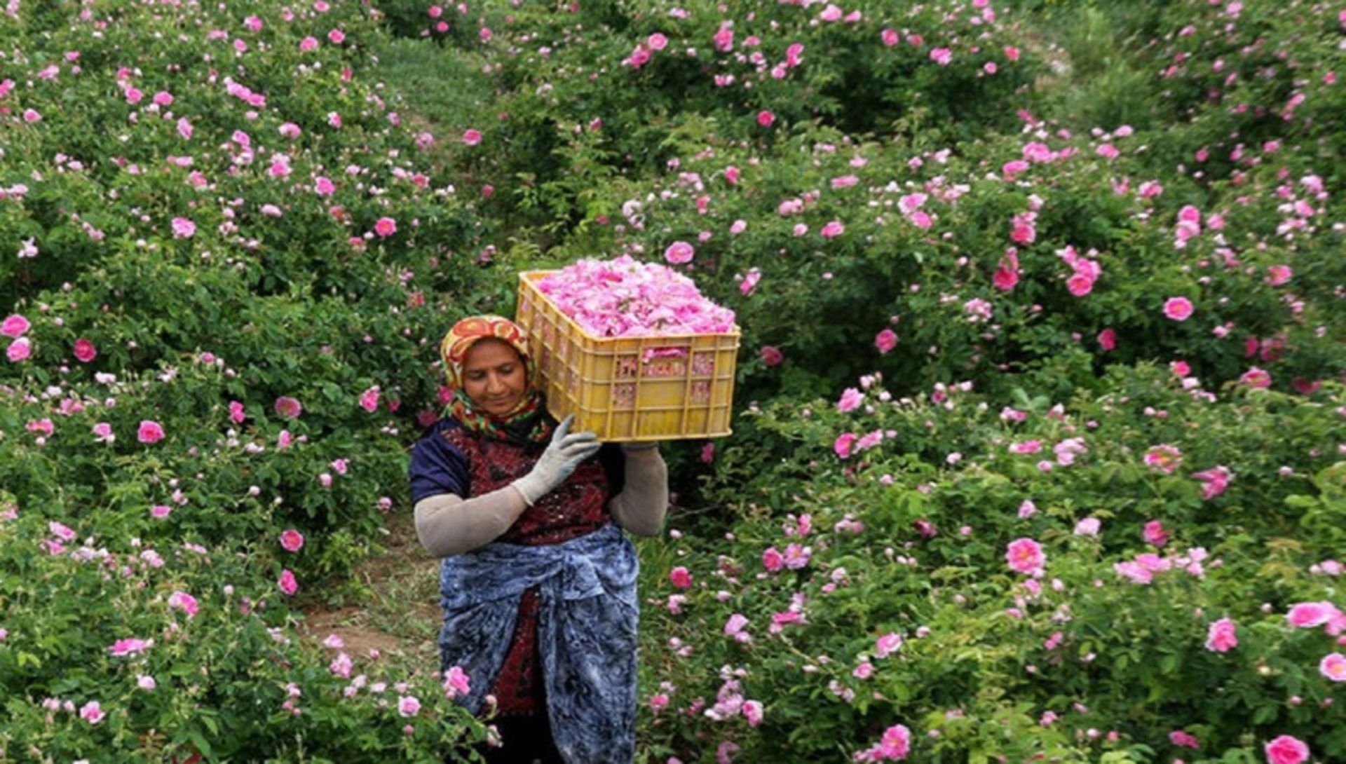 مزرعه گل محمدی