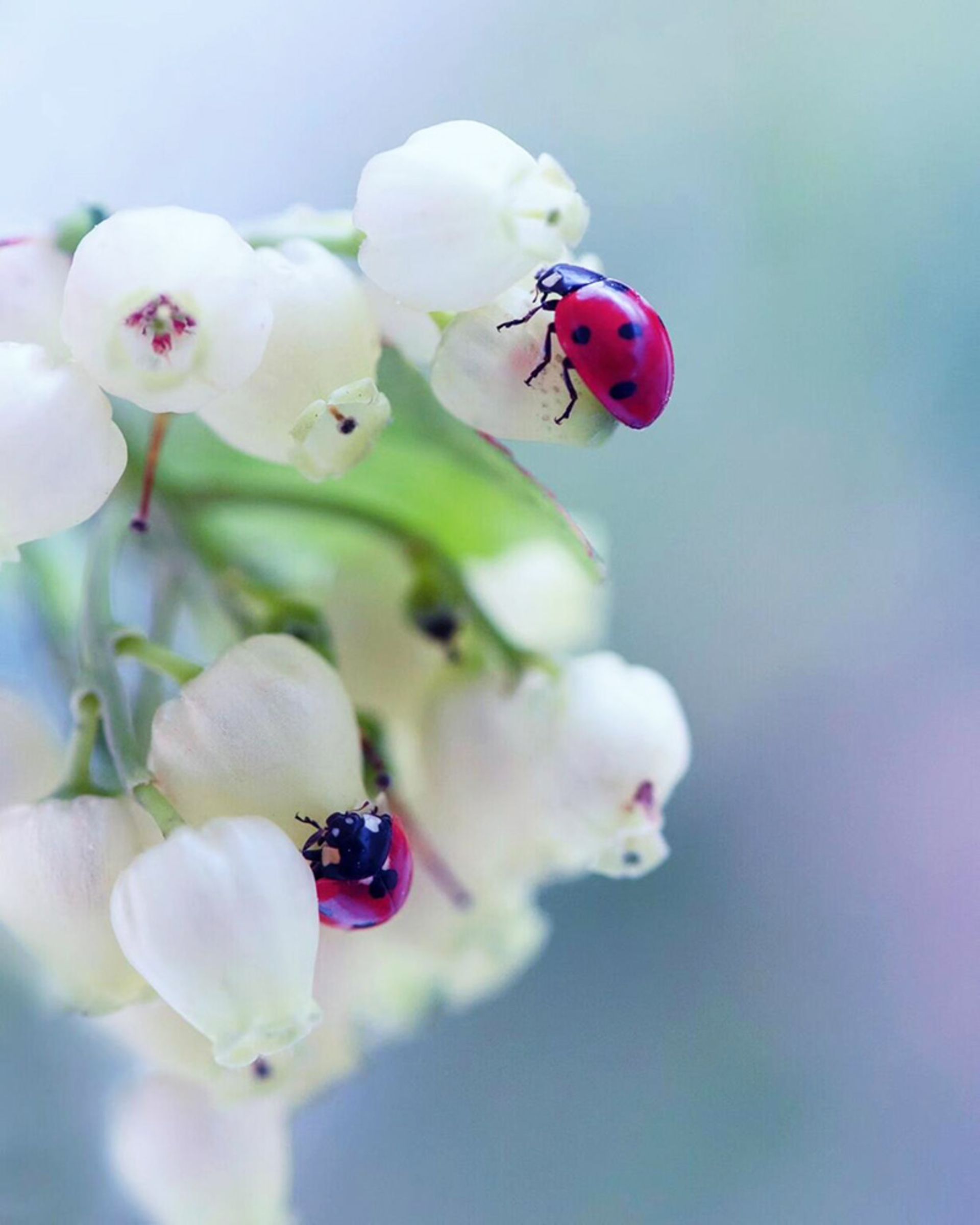 کفشدوزک روی گل های سفید رنگ