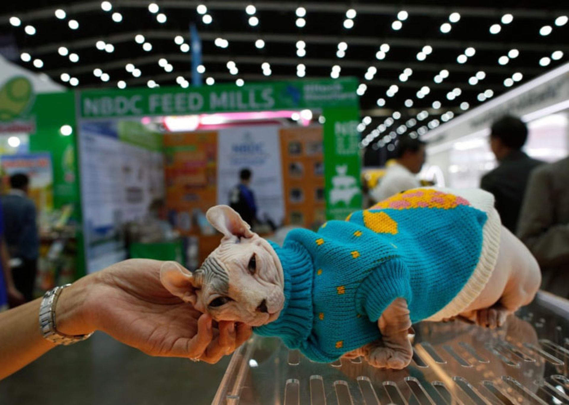 یک حیوان خانگی در نمایشگاه بزرگ کشاورزی Farm Expo 2024 در باکوک، تایلند