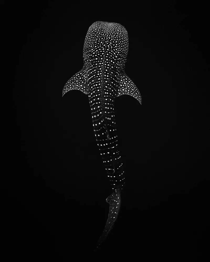 عکس سیاه و سفید از  یک ماهی