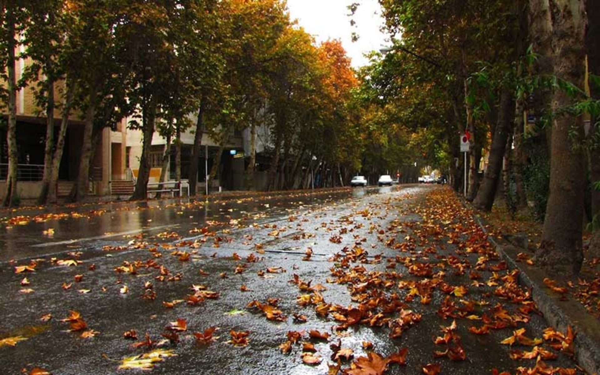 خیابان ولیعصر در پاییز، منبع عکس: گوگل مپ، عکاس: Manok Paniri 
