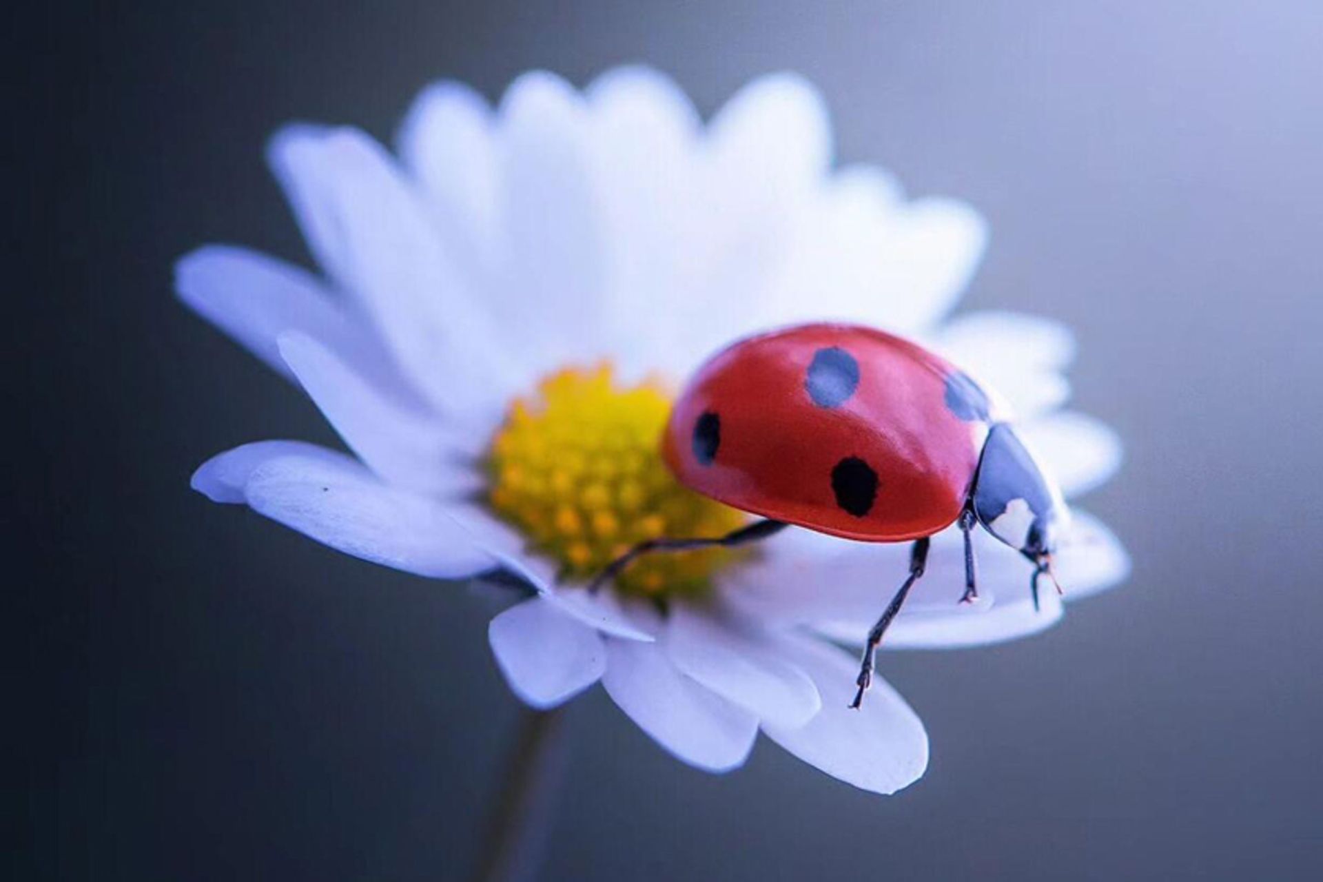 کفشدوزکی بر گل سفید