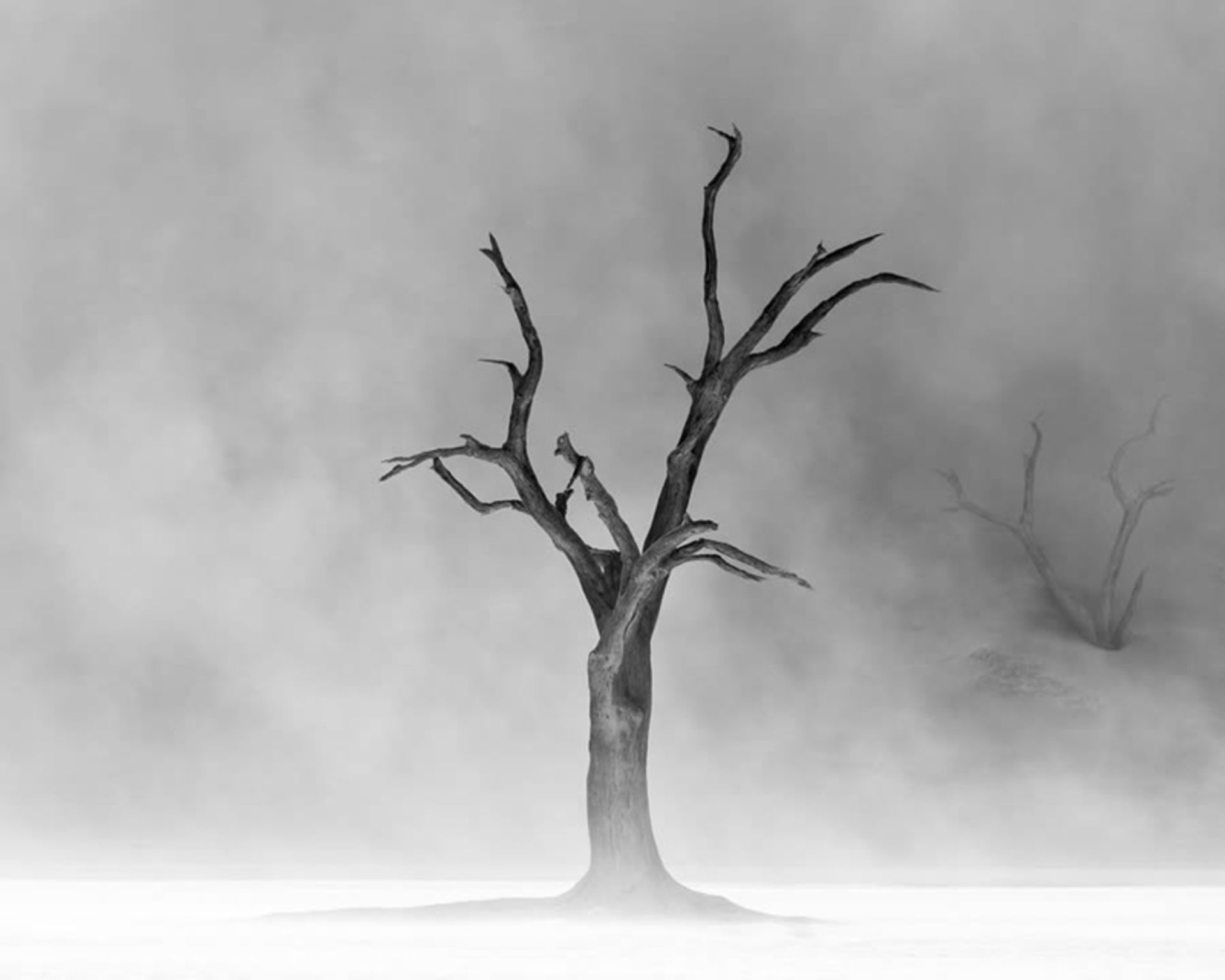 عکس سیاه و سفید از یک درخت