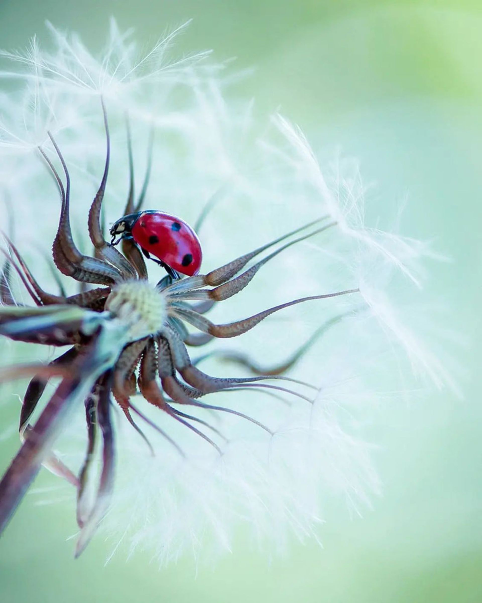 کفشدوزکی روی گل قاصدک