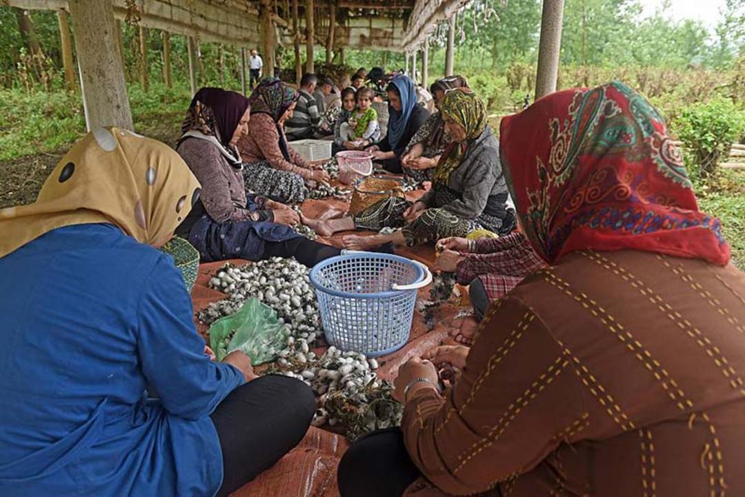 جمع آوری پیله های کرم ابریشم؛ منبع عکس: ich.unesco.org؛ عکاس: بابک صدیقی