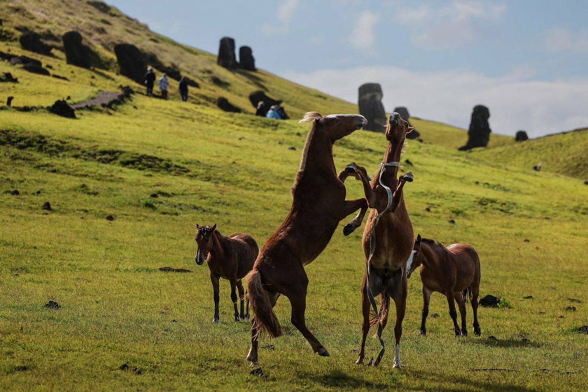  اسب‌ها در بنای باستان‌ شناسی رانو راراکو (Rano Raraku) در پارک ملی راپا نویی (Rapa Nui) جزیره ایستر؛ شیلی