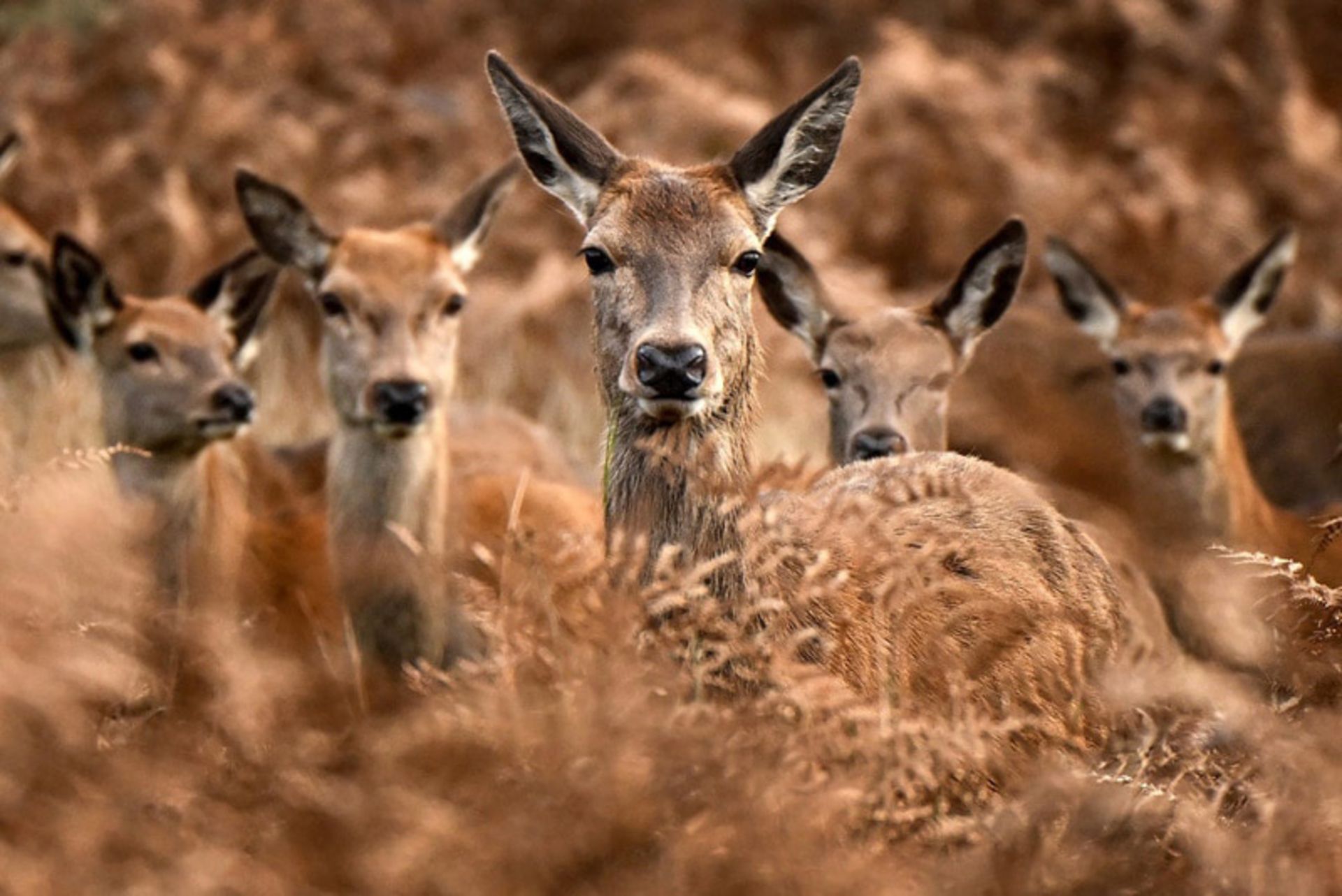  گله ای از گوزن های قرمز در یک صبح پاییزی در پارک ریچموند در لندن؛ منبع عکس: the guardian؛ نام عکاس: Justin Tallis