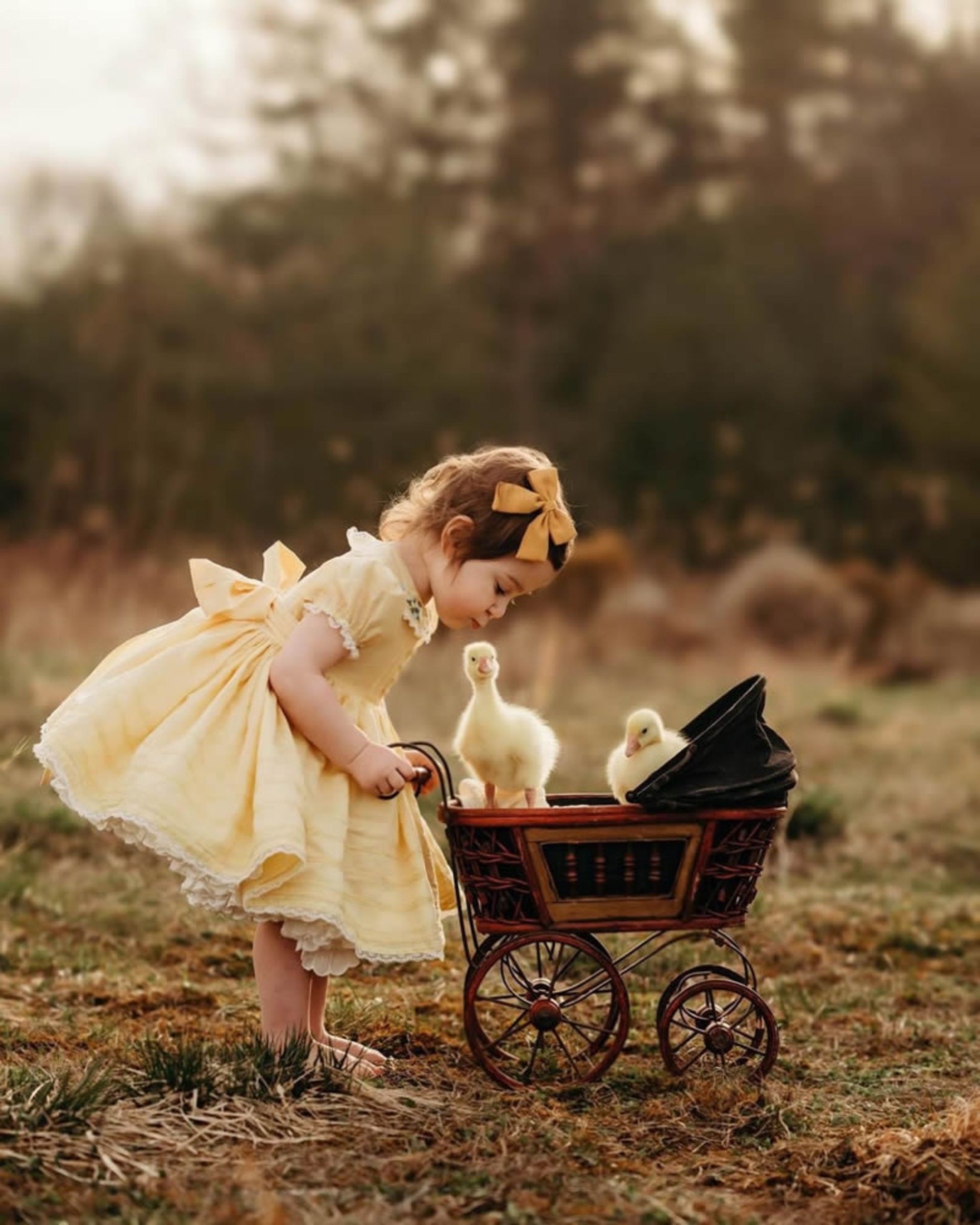 بازی دختربچه ای با جوجه اردک ها