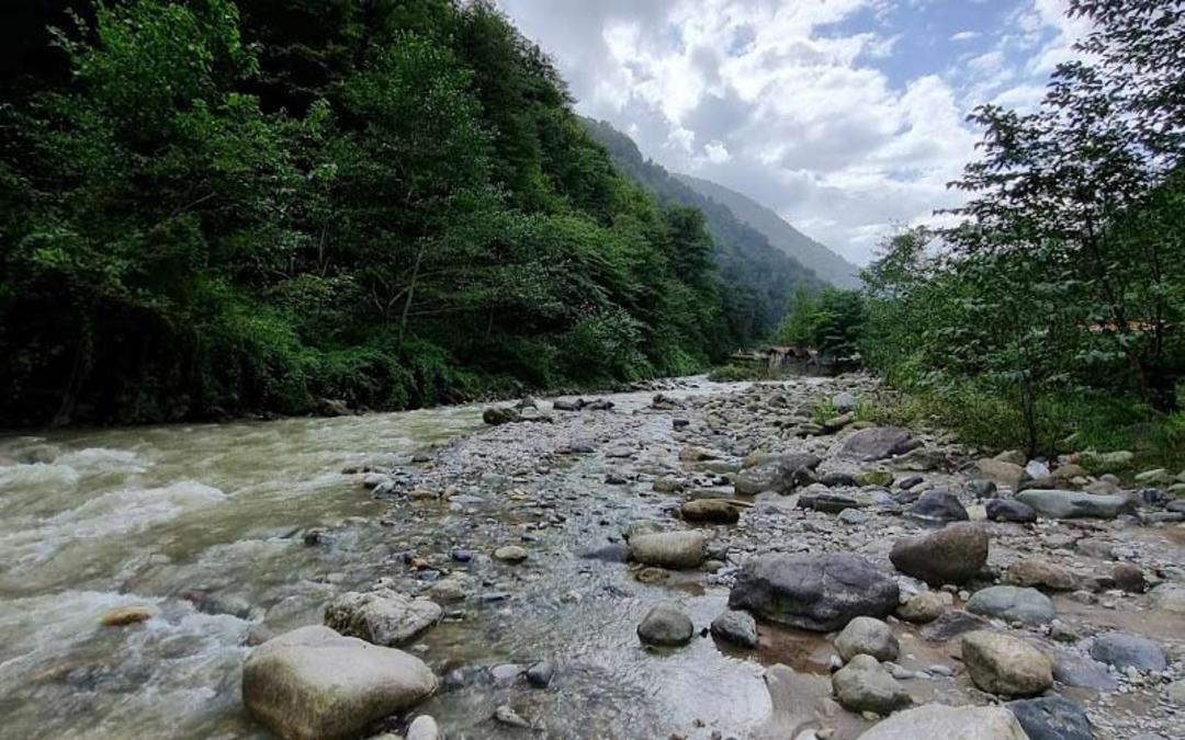 جریان رودخانه در جنگل