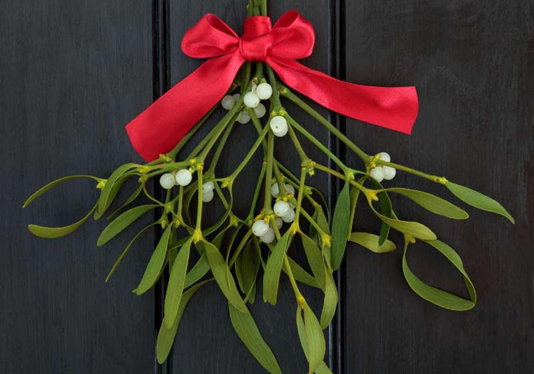 گیاه داروش کریسمس. منبع عکس: detailsflowers، عکاس: نامشخص