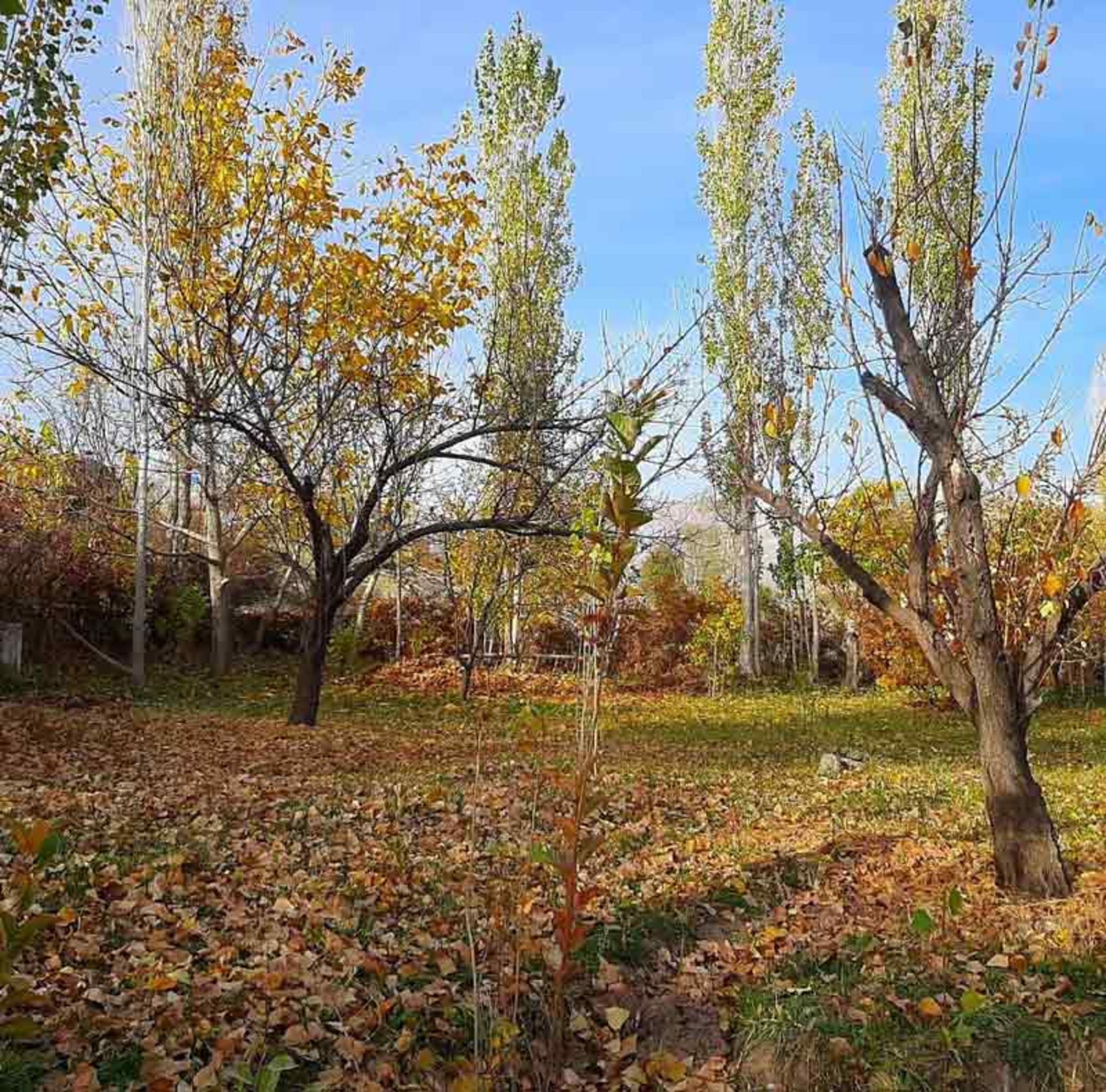 باغ روستای چالگر اردبیل در پاییز؛ منبع عکس: Chalgarud