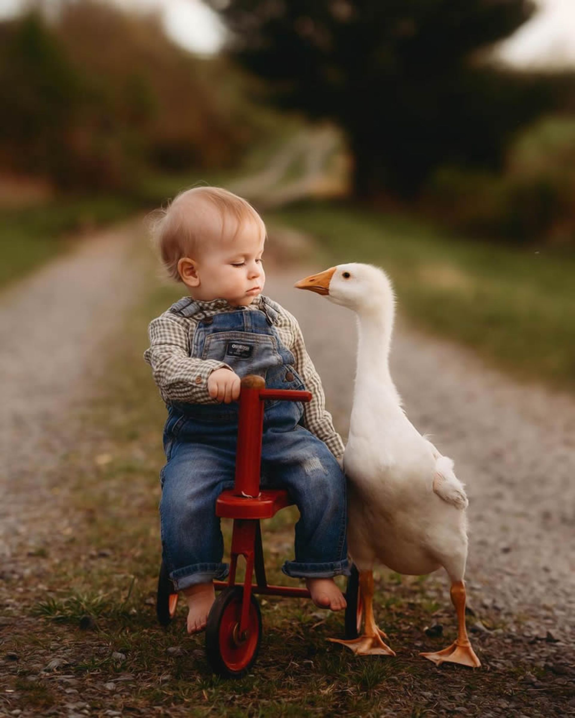 بازی پسربچه و غاز