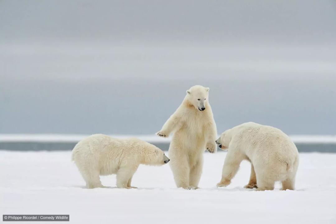ژست خرس قطبی برای مبارزه؛ منبع: comedywildlifephoto؛ عکاس: Philippe Ricordel