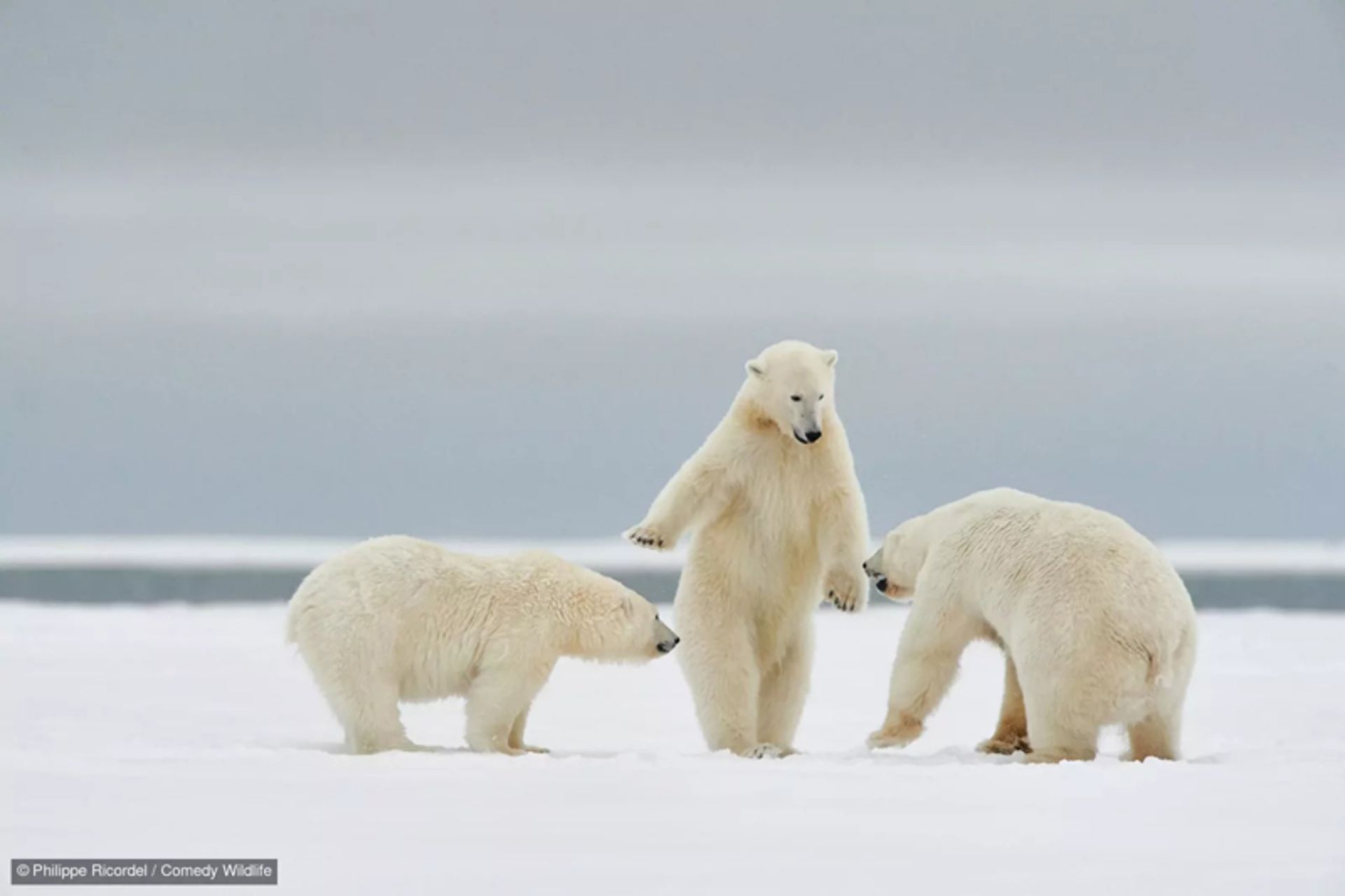 ژست خرس قطبی برای مبارزه؛ منبع: comedywildlifephoto؛ عکاس: Philippe Ricordel
