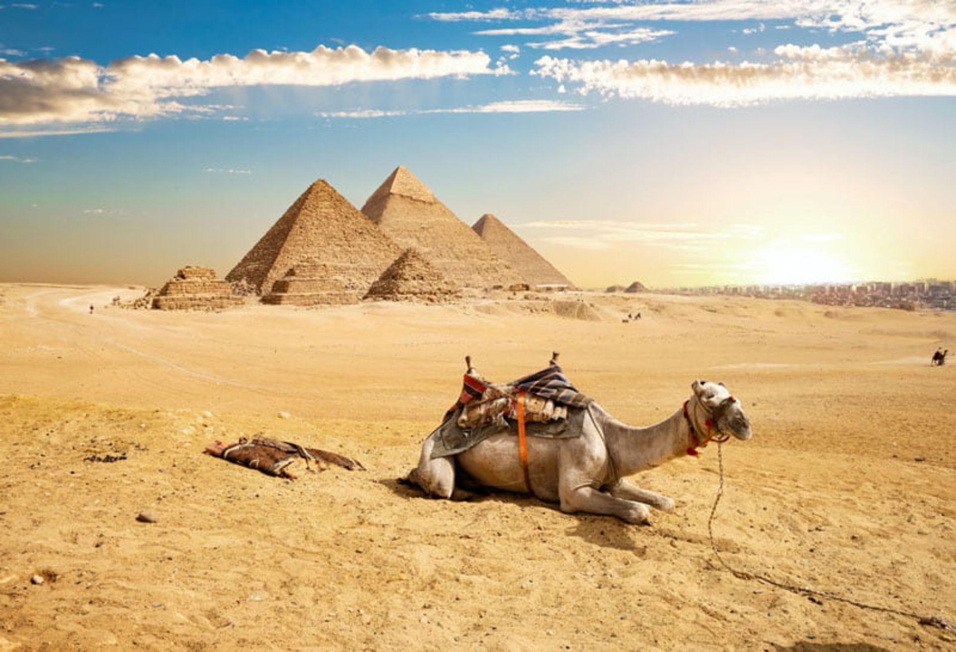 شتر در بیابان مصر؛ منبع عکس: Red Sea Reisen؛ نام عکاس: نامشخص