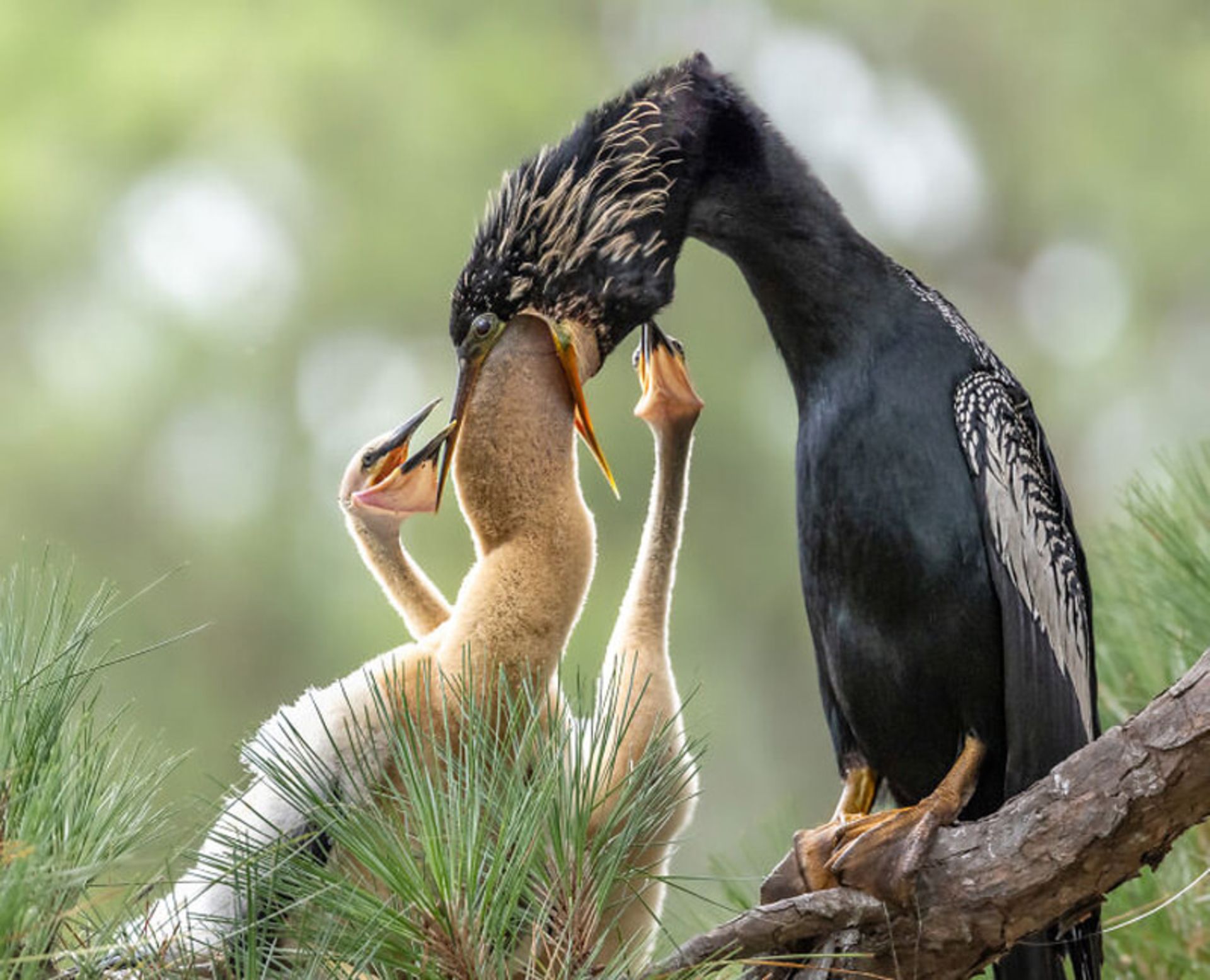 خانواده یک پرنده
