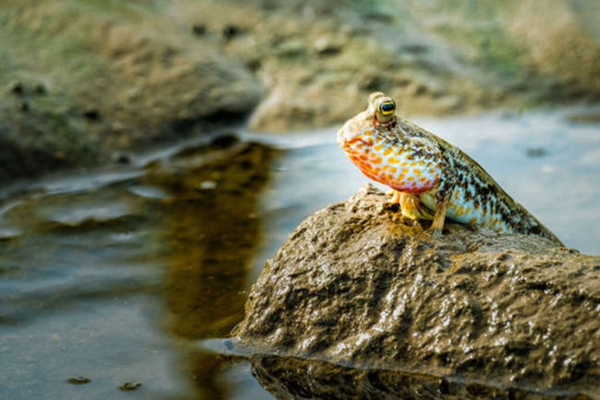 ماهی گل‌پای