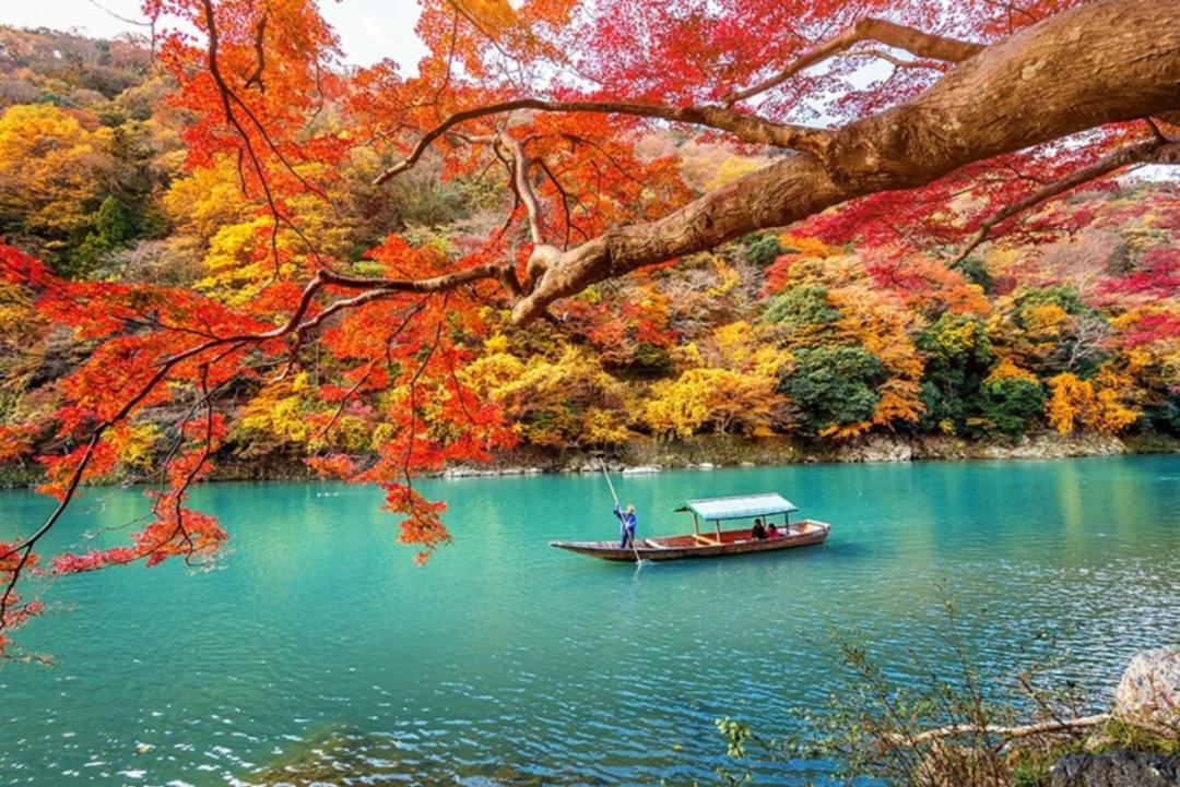 جنگل بامبوی آراشیاما؛ منبع عکس: سایت jal.co.jp. عکاس: نامشخص