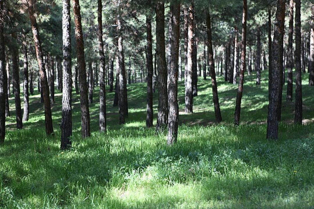 منبع عکس: سایت ویکی‌مدیا  عکاس: ناشناس