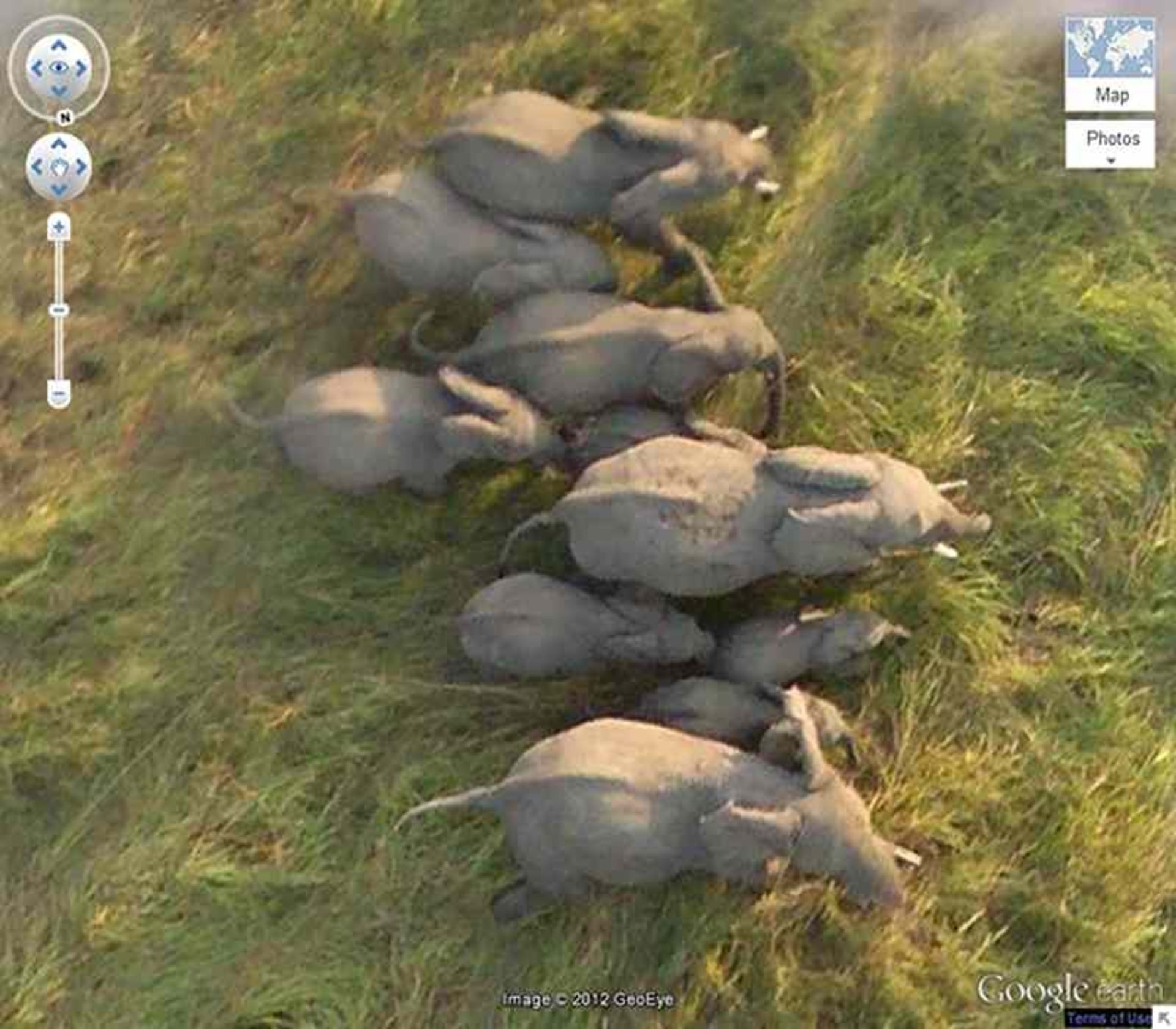 منظره هوایی از فیل‌ها در چاد، منبع عکس: GeoEye، عکاس: نامشخص