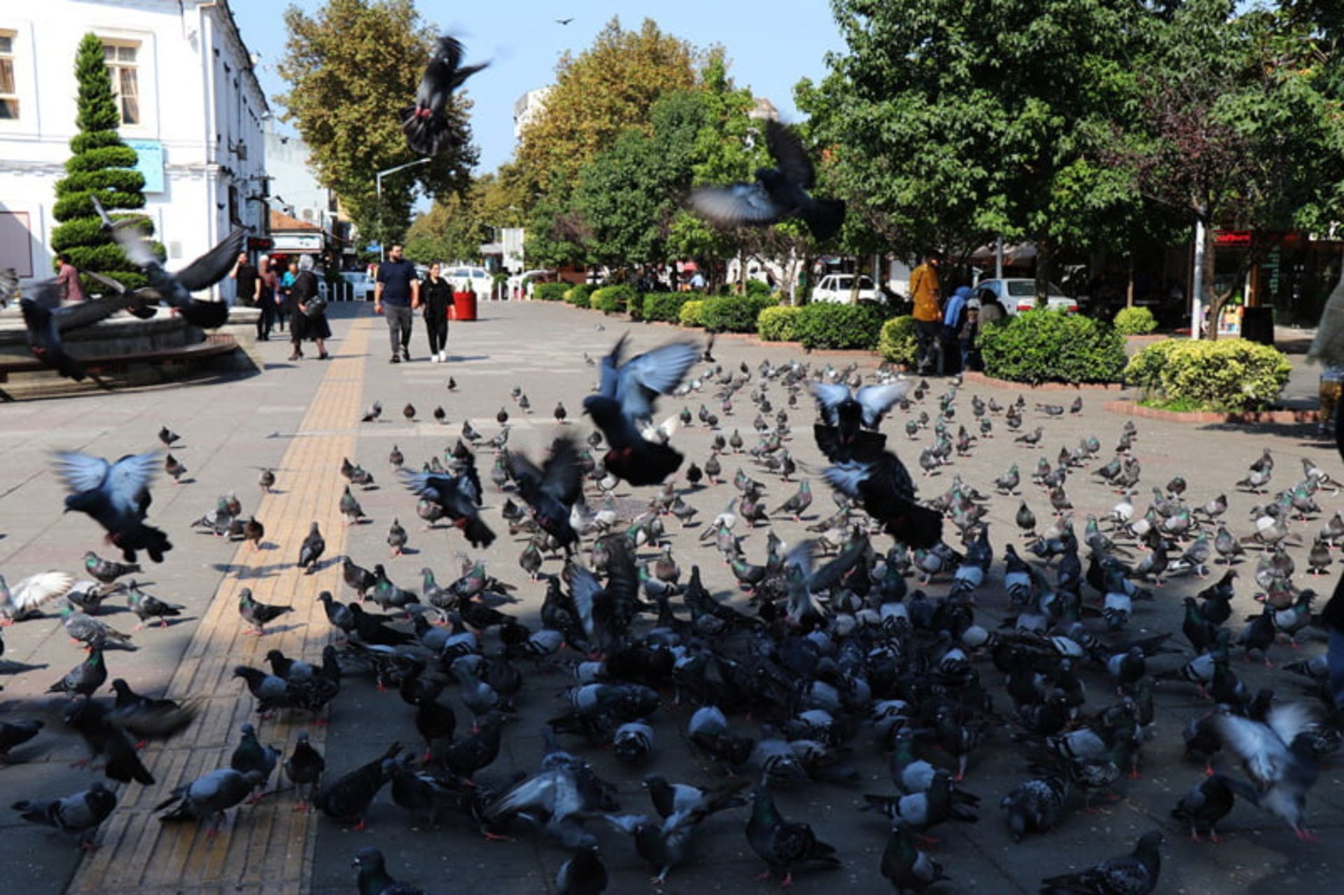 کبوتران میدان شهرداری رشت