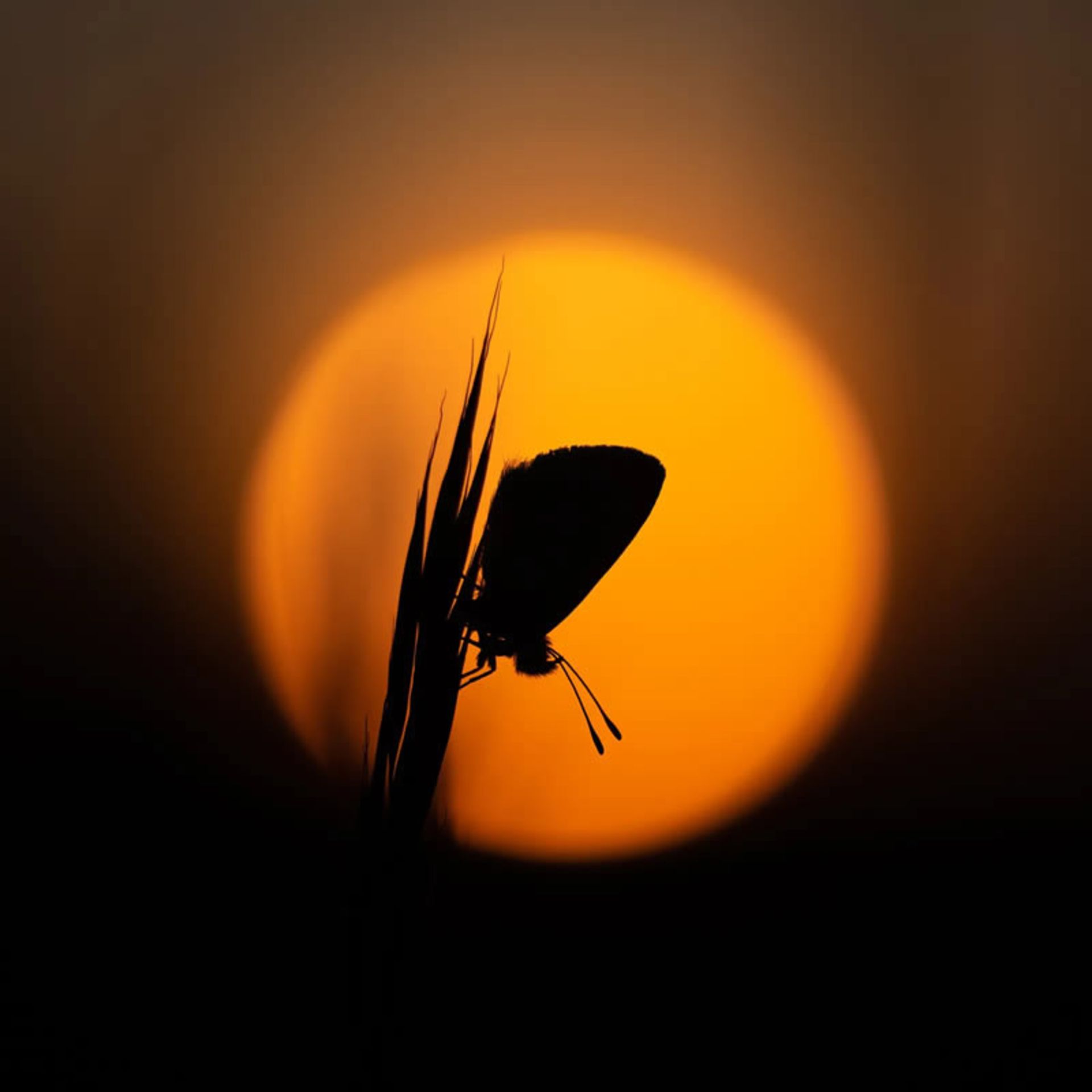 تصویر پروانه ای در غروب آفتاب