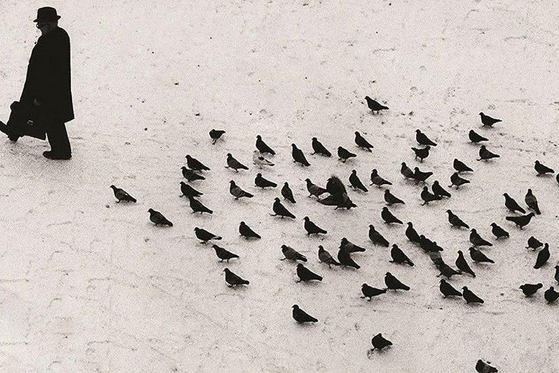  بدرقه مردی توسط پرندگان