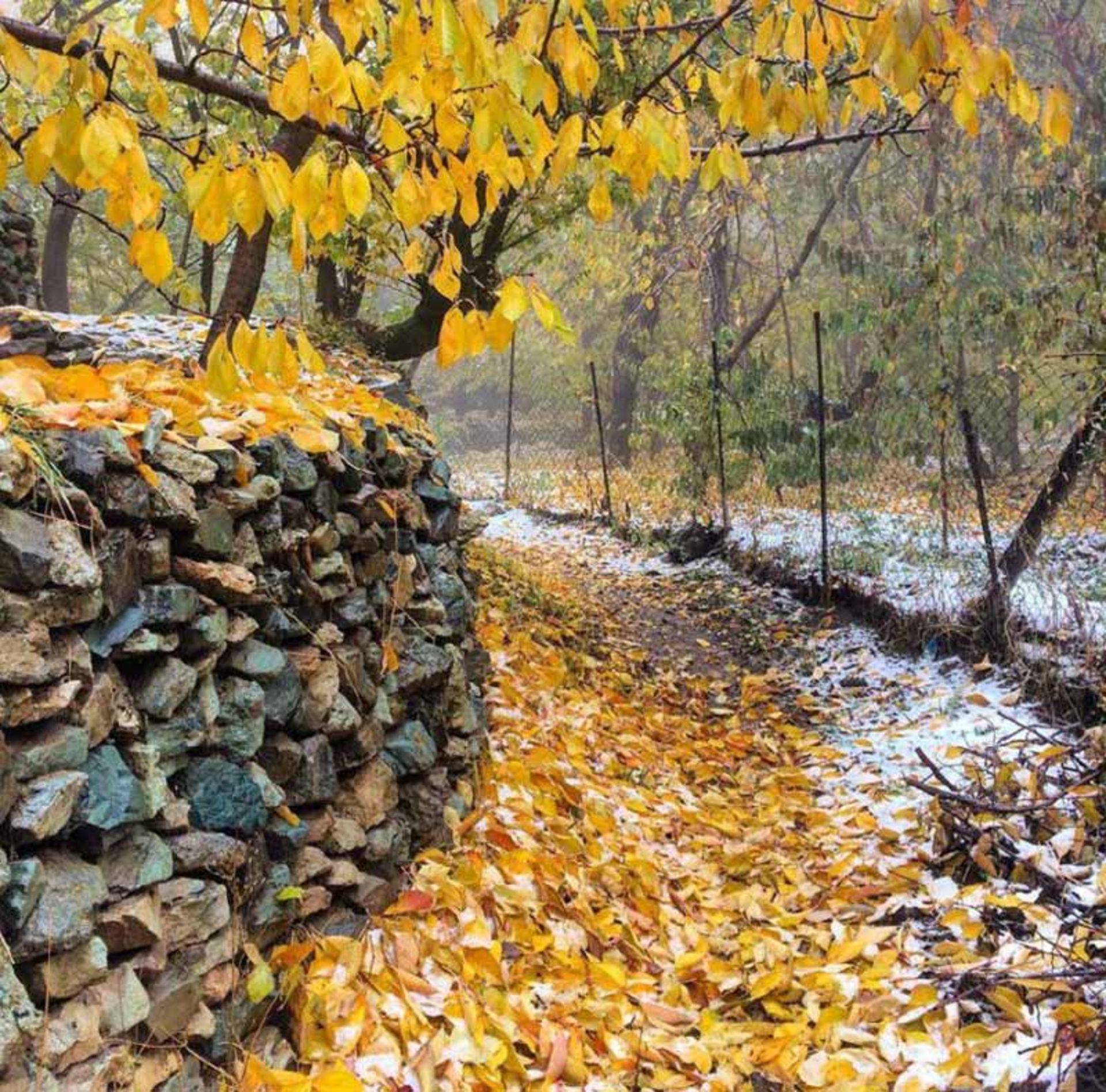 گذرگاه باران زده 