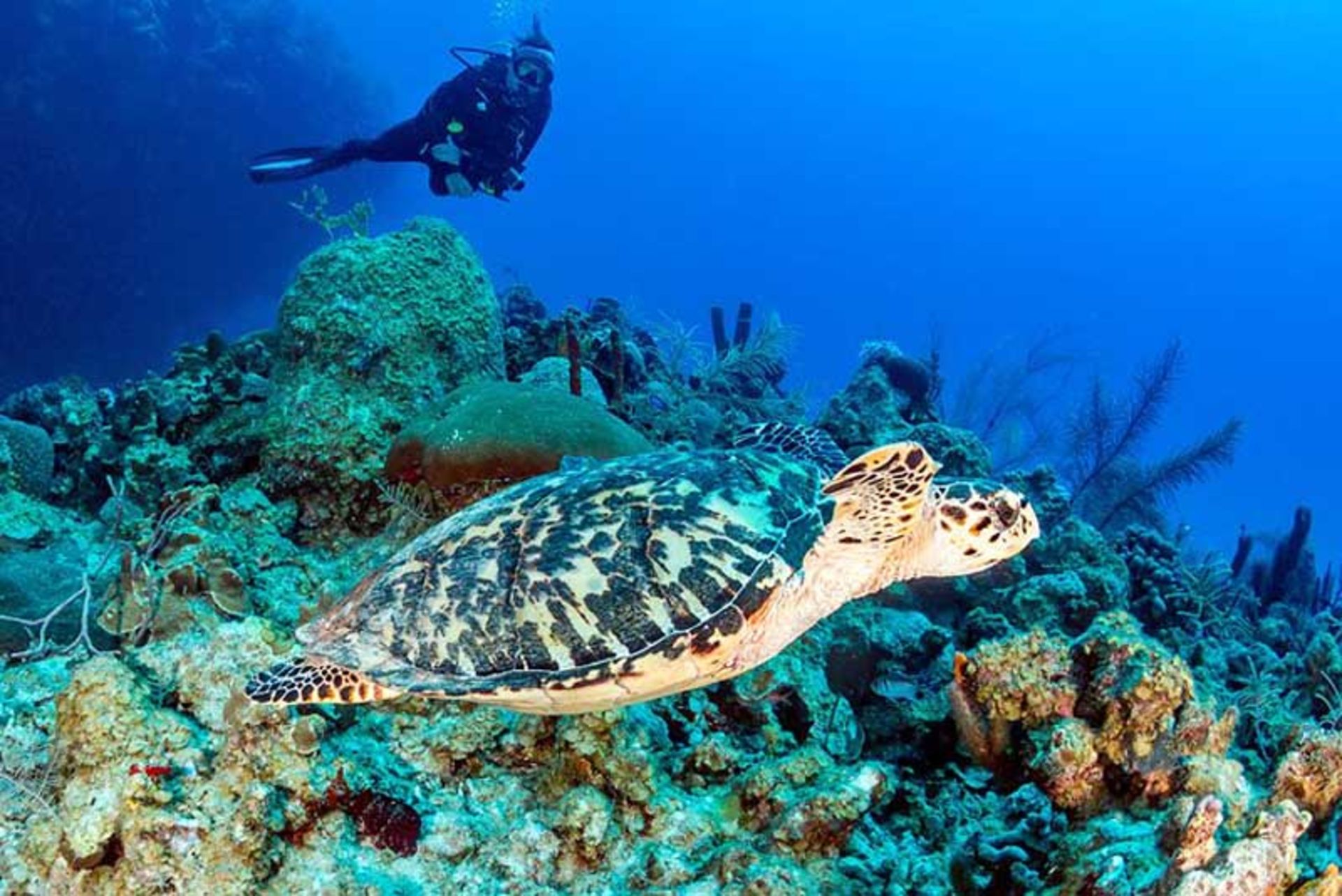 لاک پشت و غواص در جزیره کوزومل (Cozumel) مکزیک 