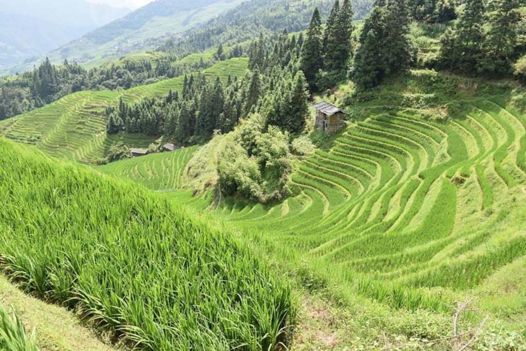 تصویر کلبه‌ای روستایی روی تپه‌ای سبز در پینگان 